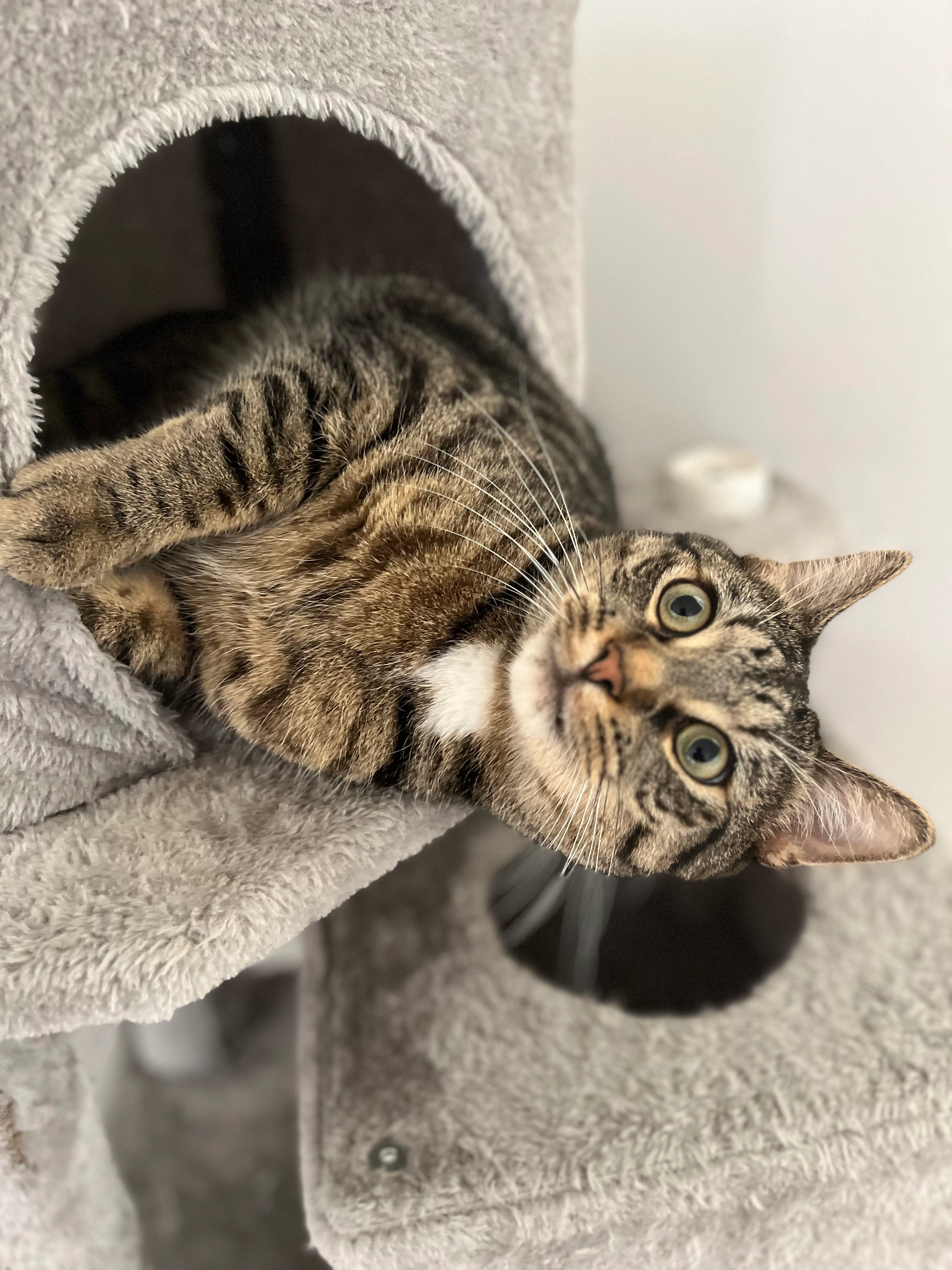 Kater - Reinhäuser Landstraße, Göttingen