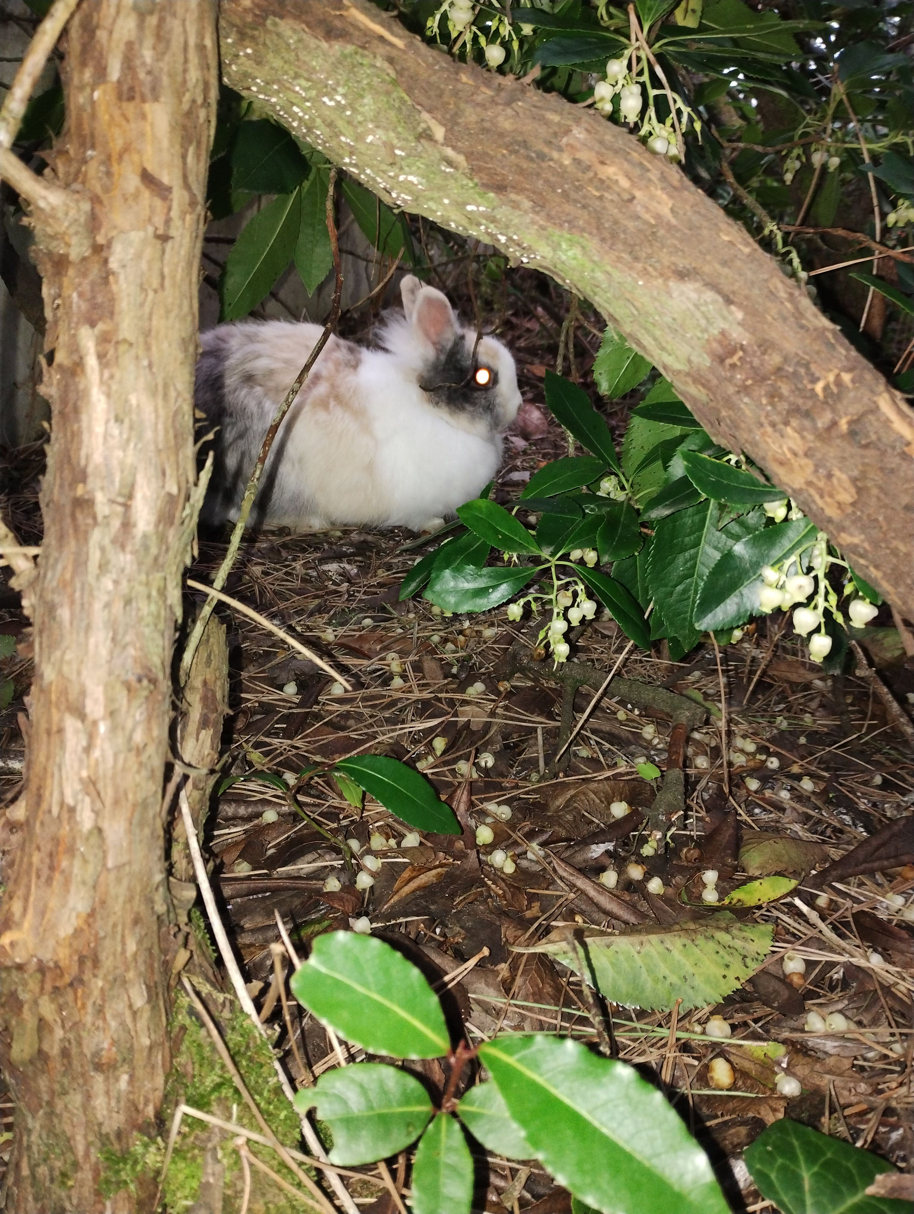 Harley  - Rue Des Cygnes, L'Aiguillon-la-Presqu'île