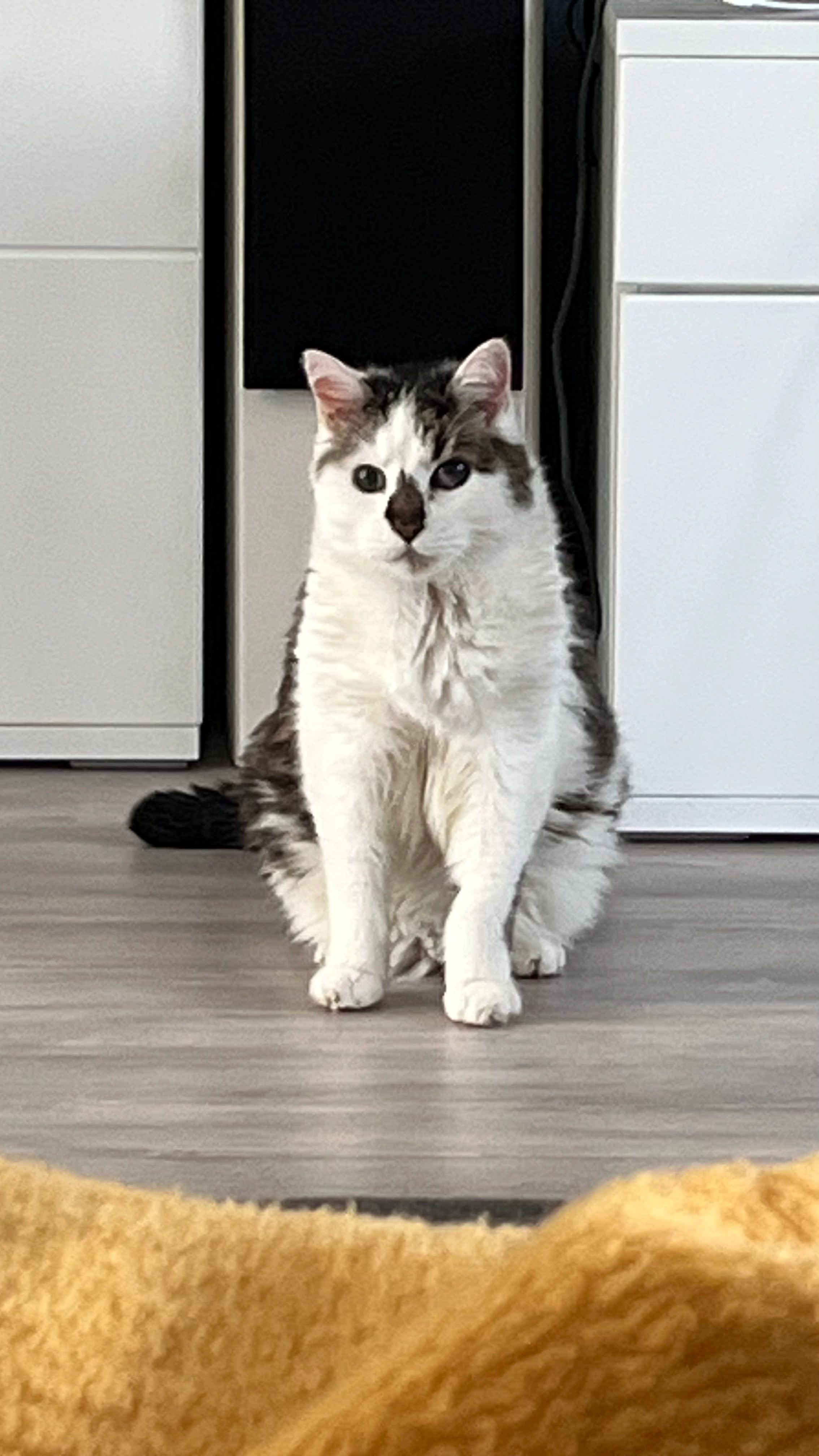 Cookie - Zum Heidenhübel, Völklingen