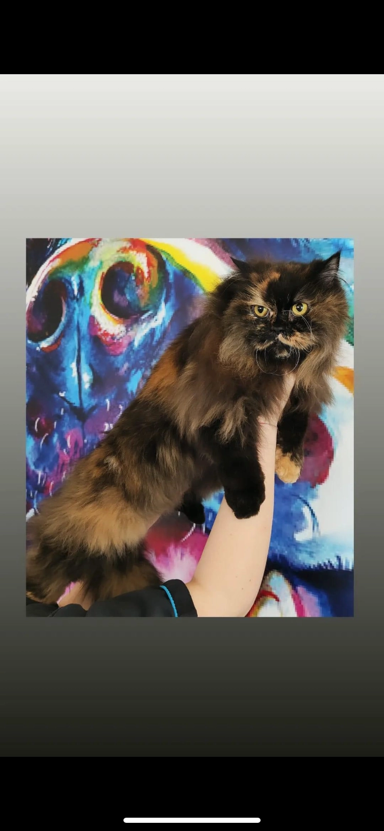 Lilou  - 26 Rue Léon Gambetta, Billy-Montigny