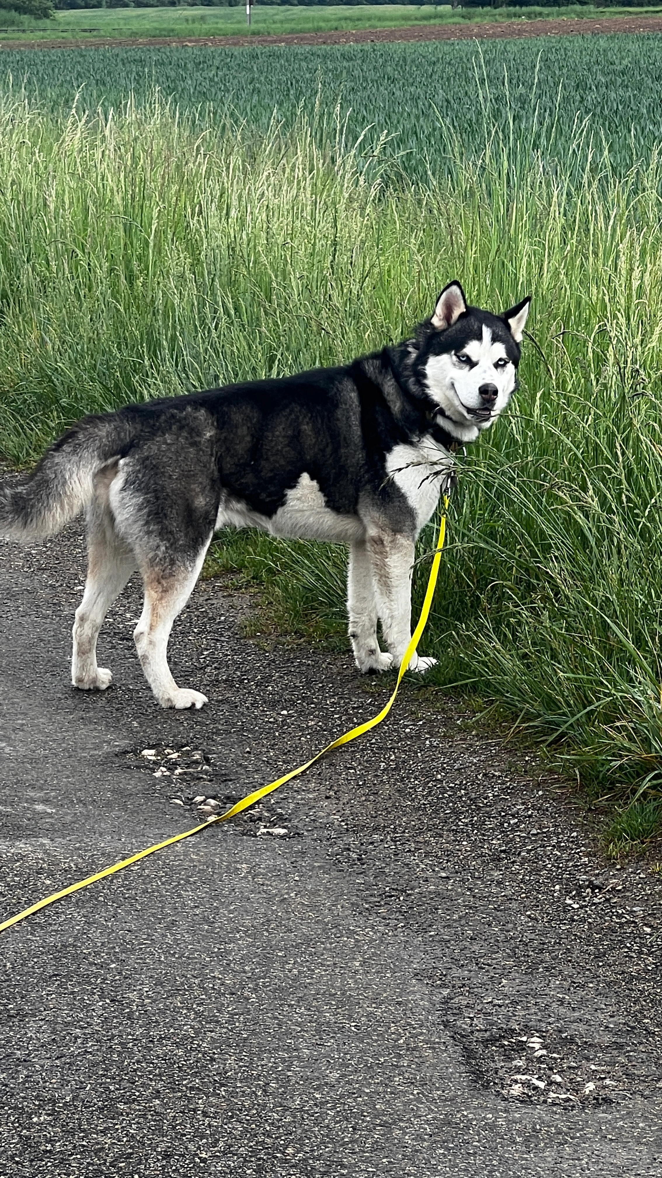 Silver - Chemin De Moissey, Vulbens