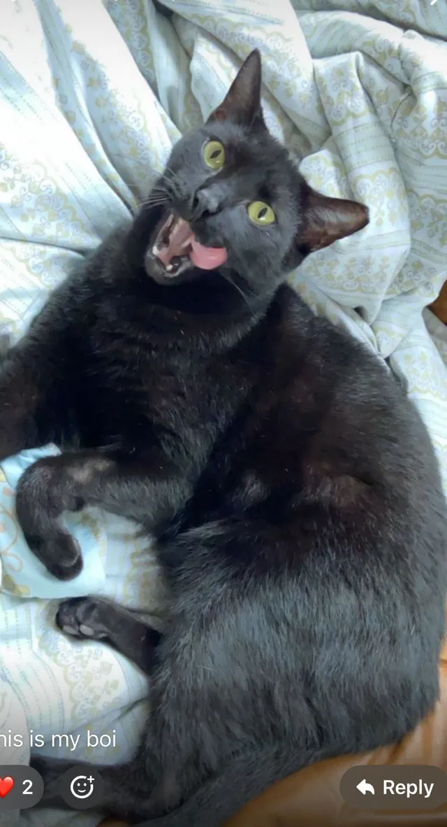 Blacky - 11014 Westwood Lake Dr, Miami