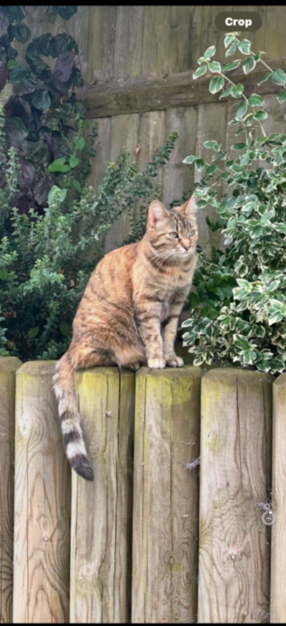 Nala - Viceroy Close, Gloucester