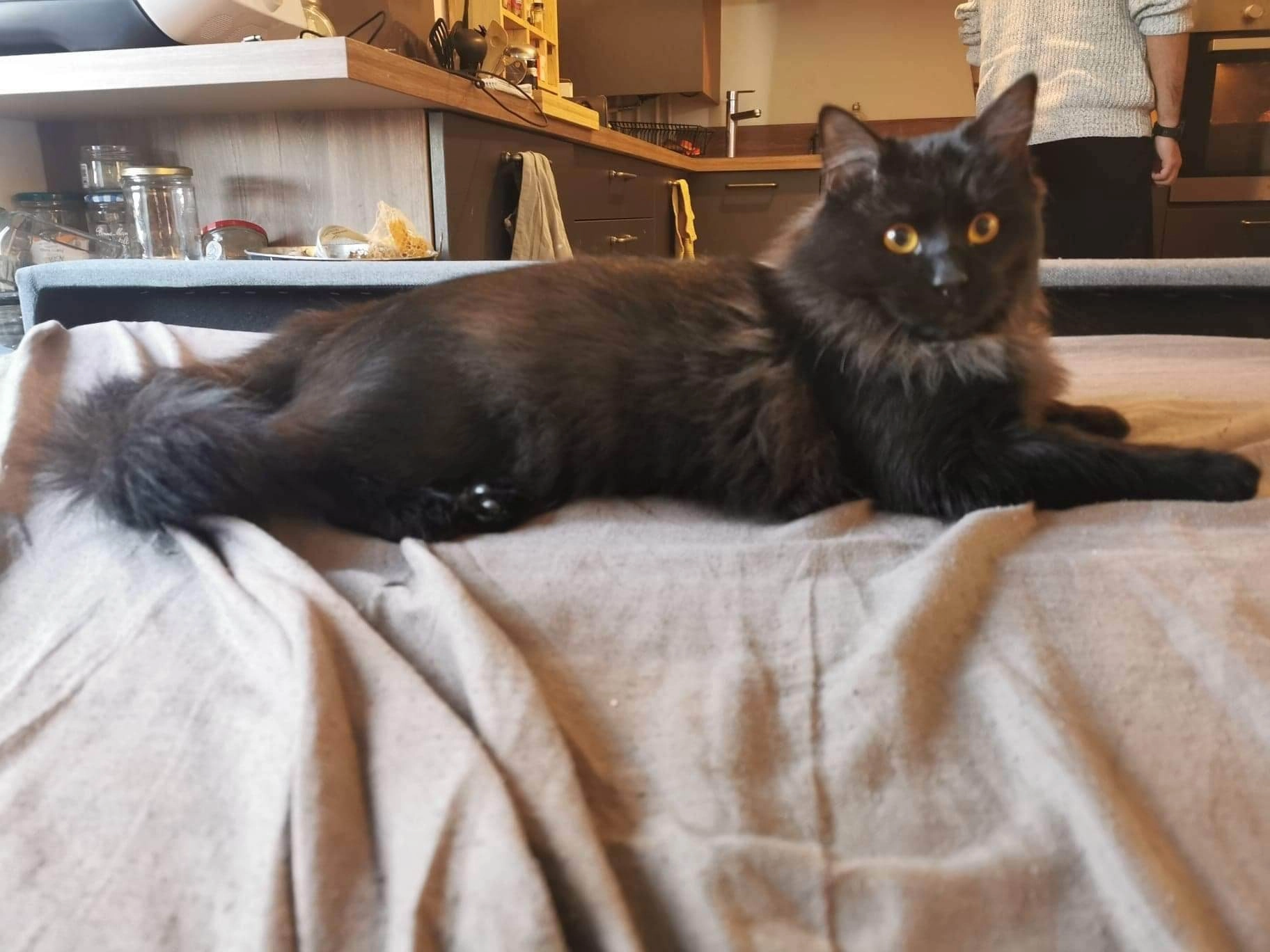 Trompette - Avenue Du Général Leclerc, Pau