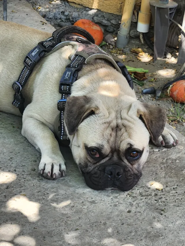 Tukis - Avenida Adobe, Coachella