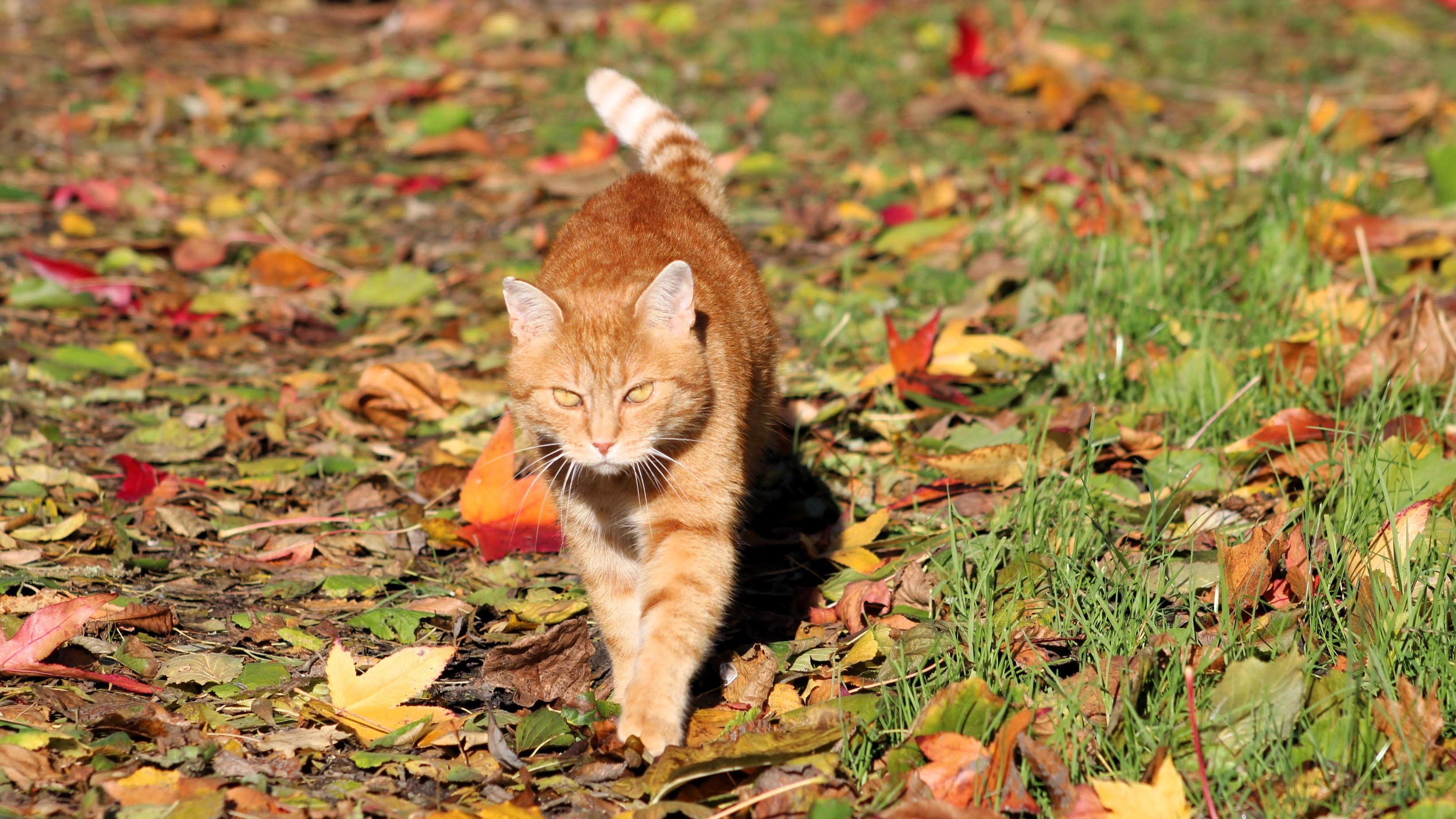 Tirou  - Route du Méteil, Mazé-Milon