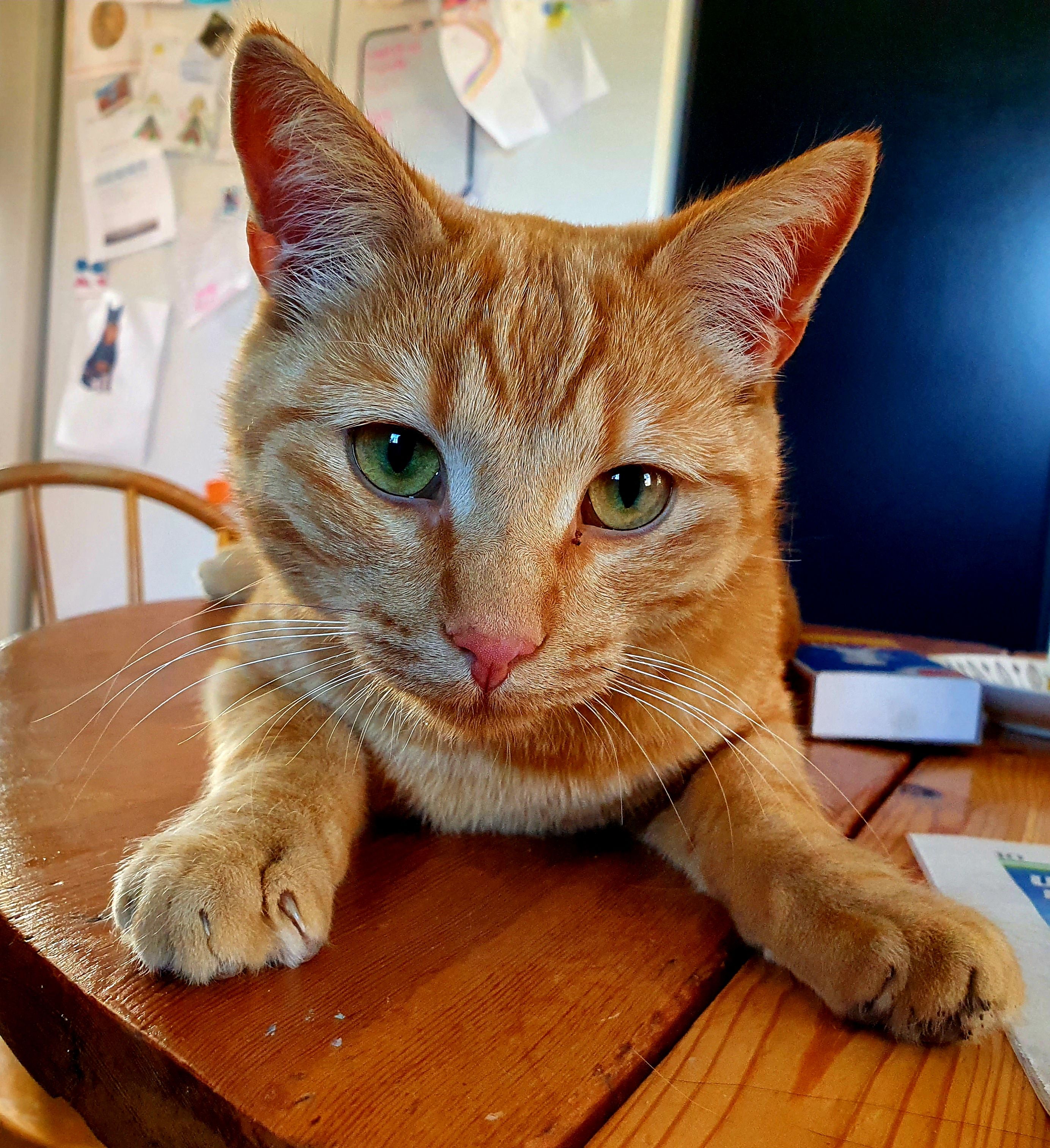 Sixten - Hässelby park, Uppsala