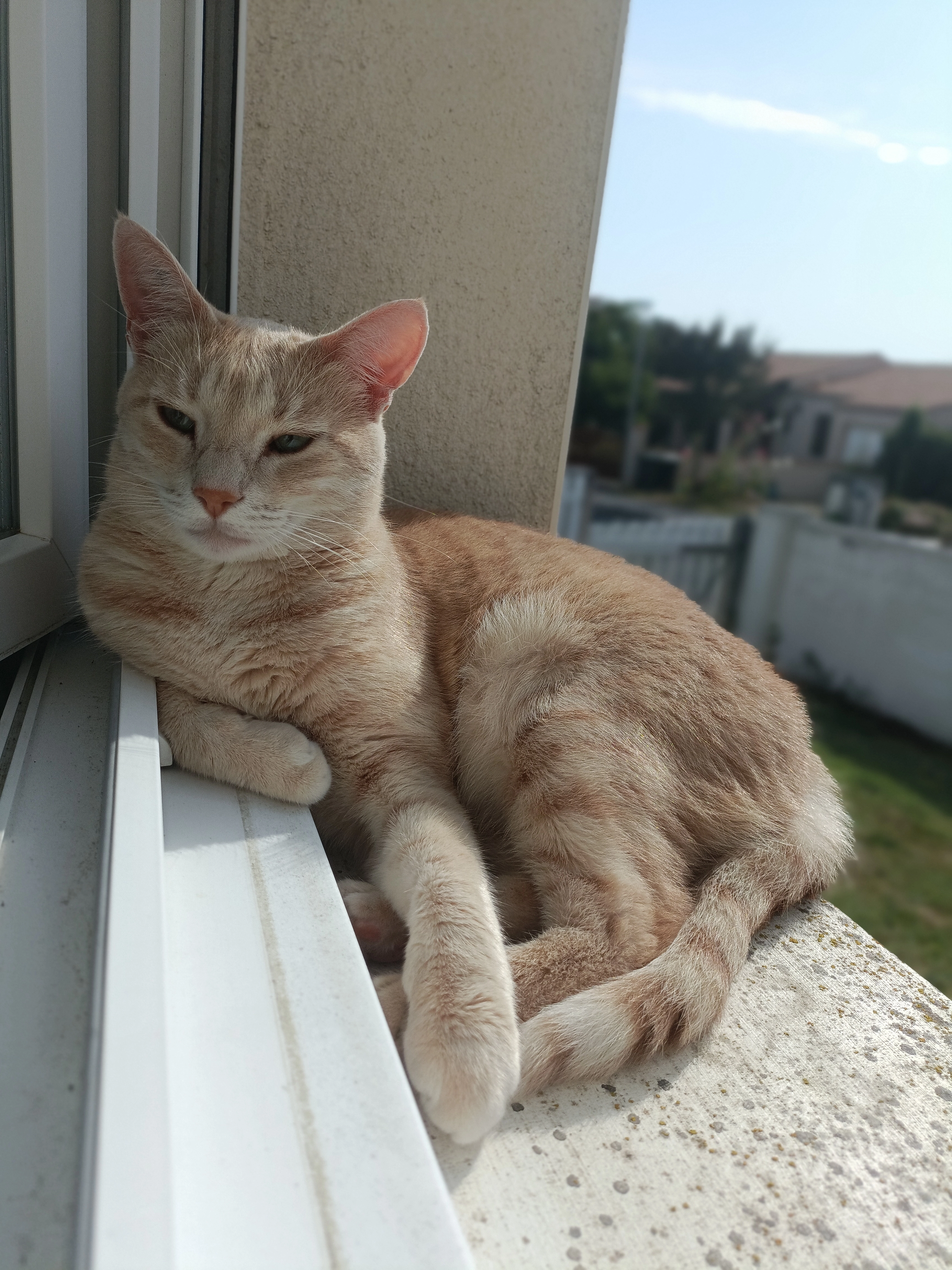 Spirou  - Rue De L'espadon, Royan