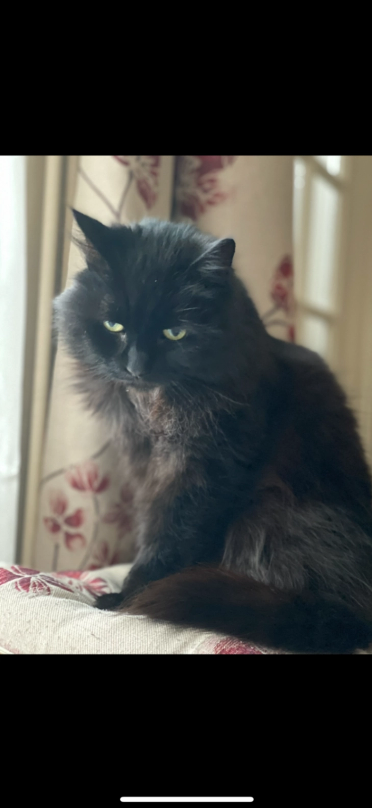 Dj - Tollgate Lane, whitemans green, Cuckfield 