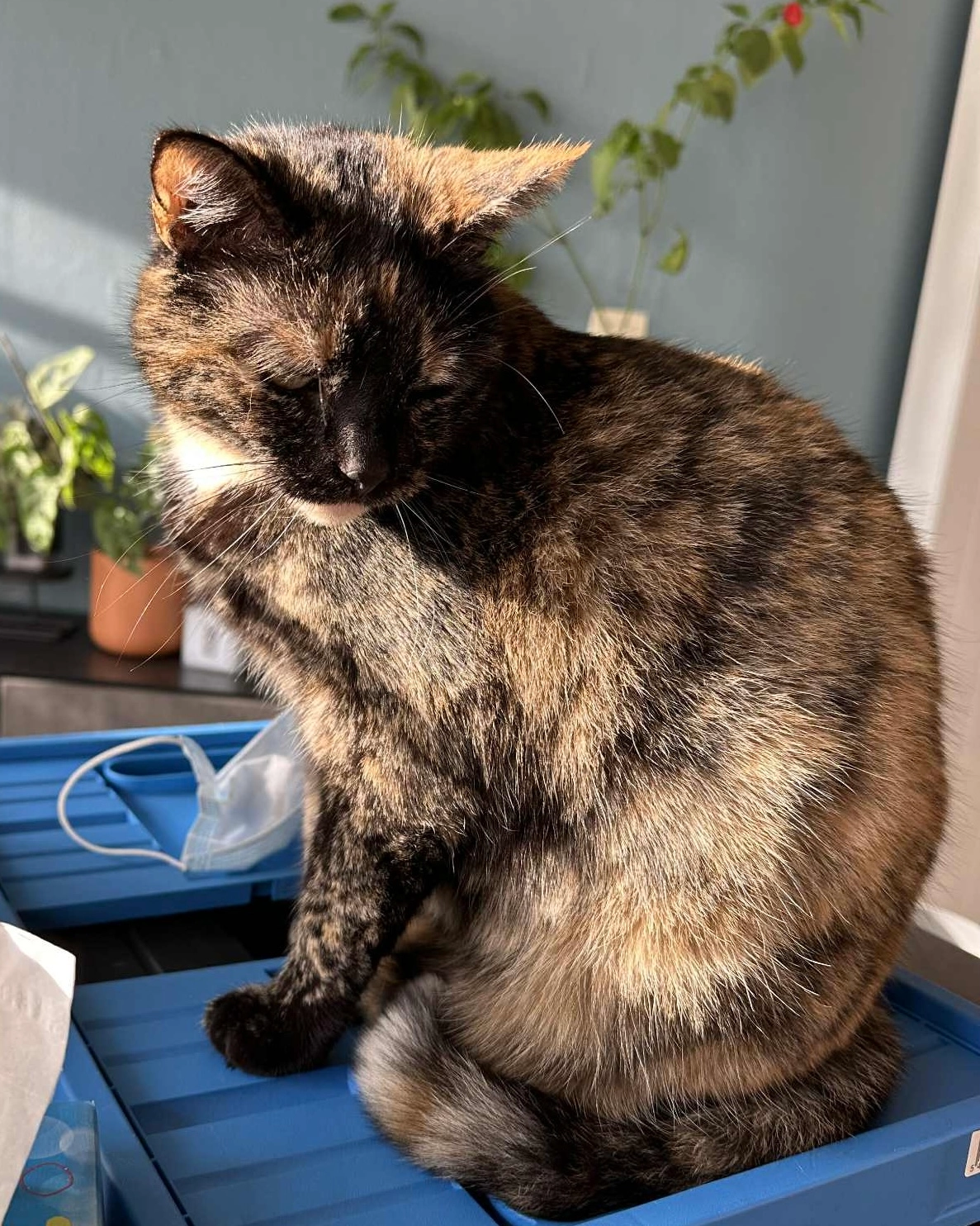 Butters - Rue Georges Delporte, Mons