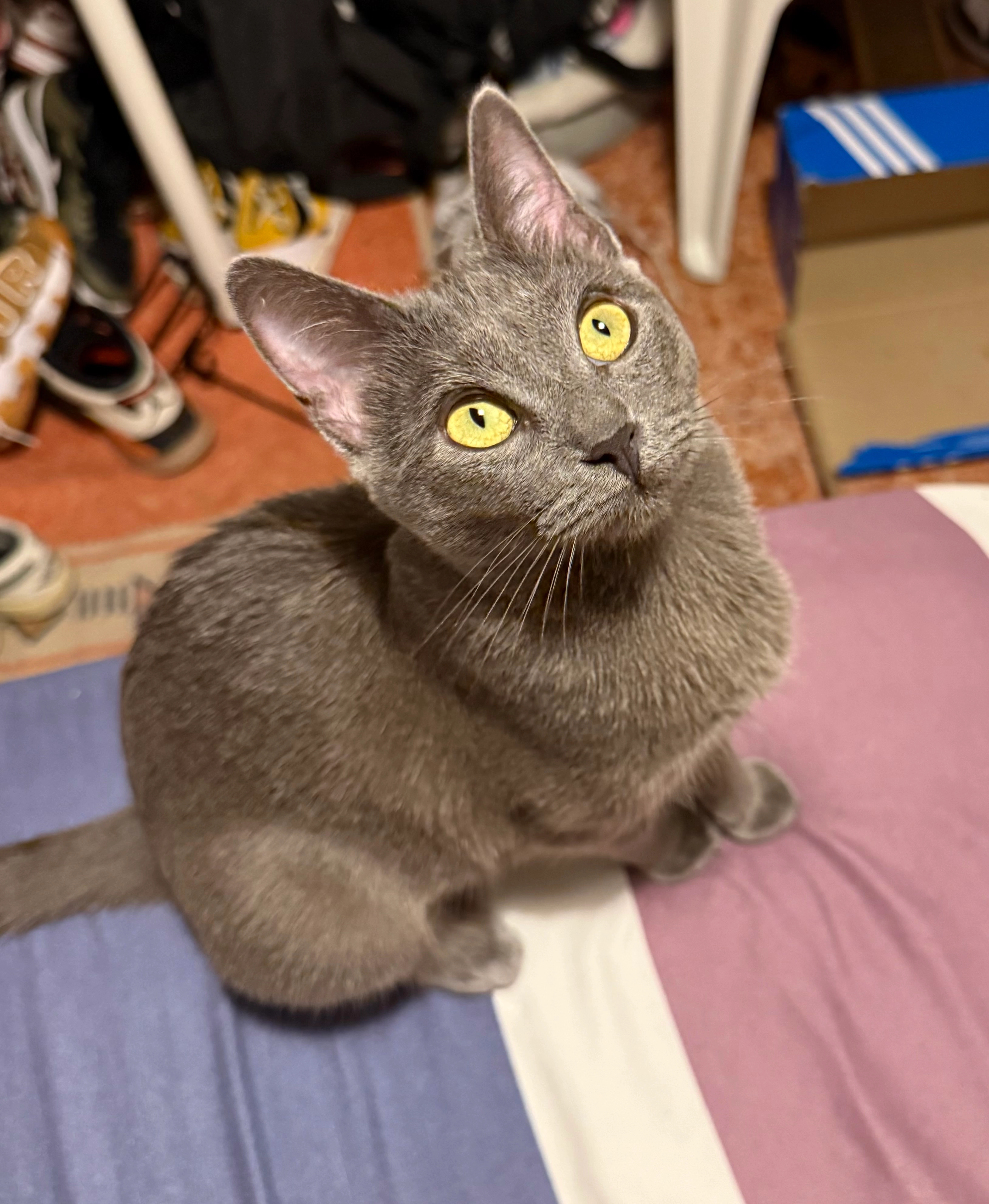 Sofi - Calle de Tolima 6, Madrid