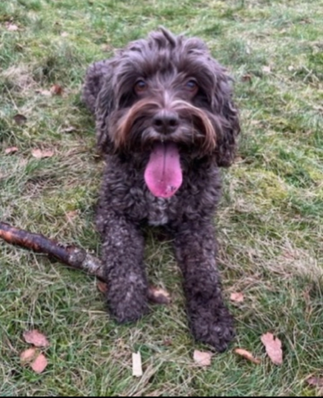 Dougal  - Eaton Bank, Belper