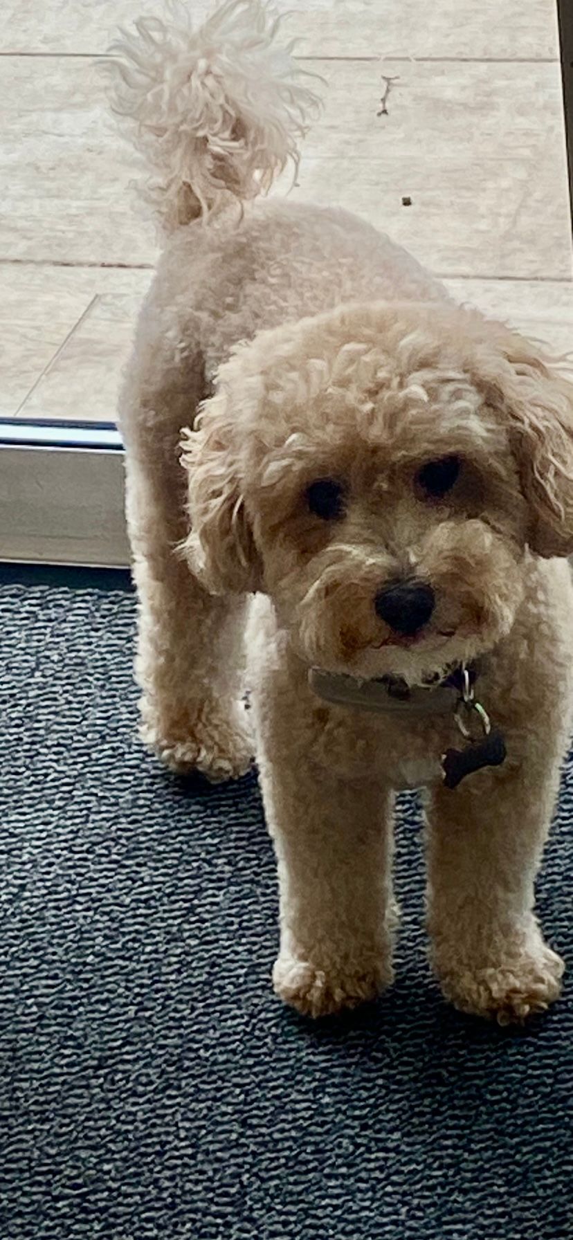 Ernie - Bourne End Road, Northwood