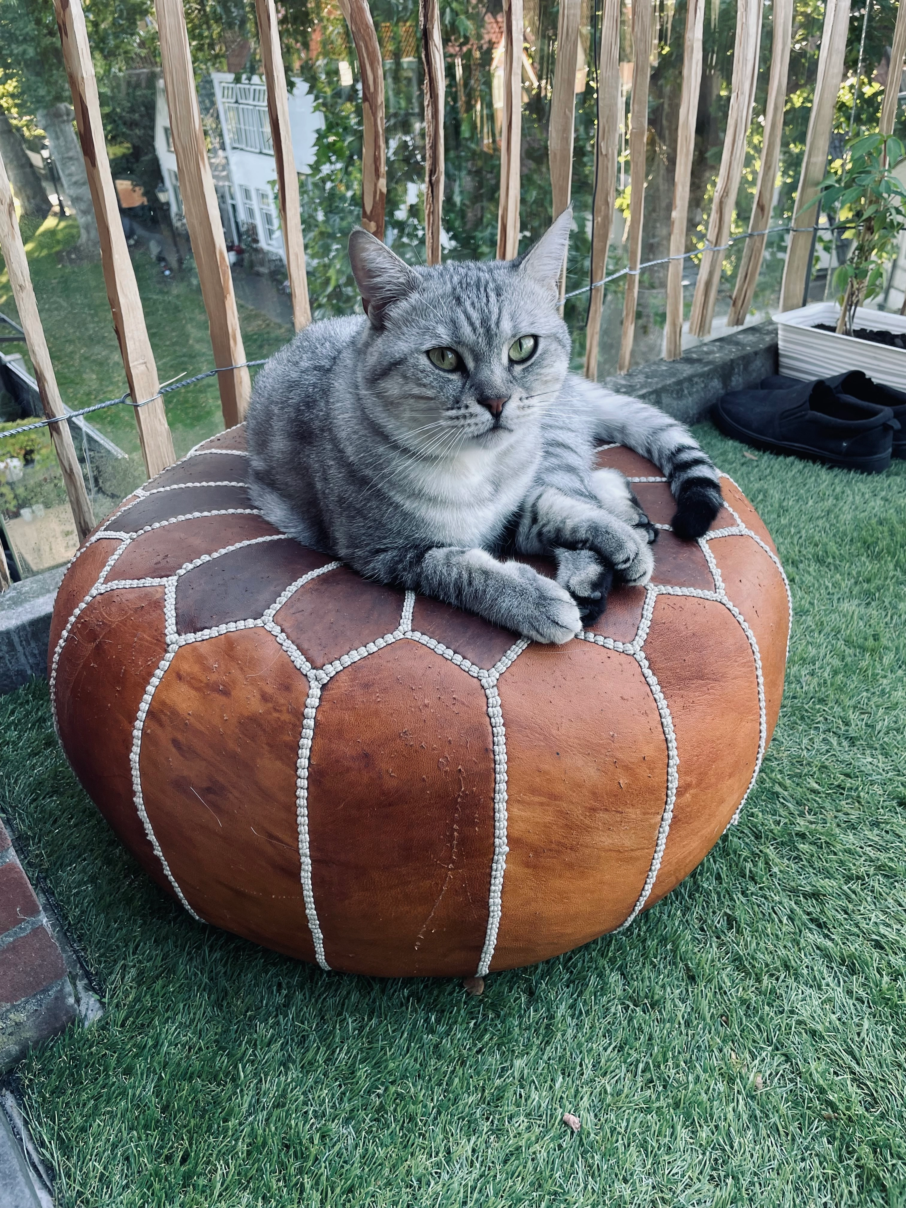 Simba - Scheepmakershaven, Schoonhoven