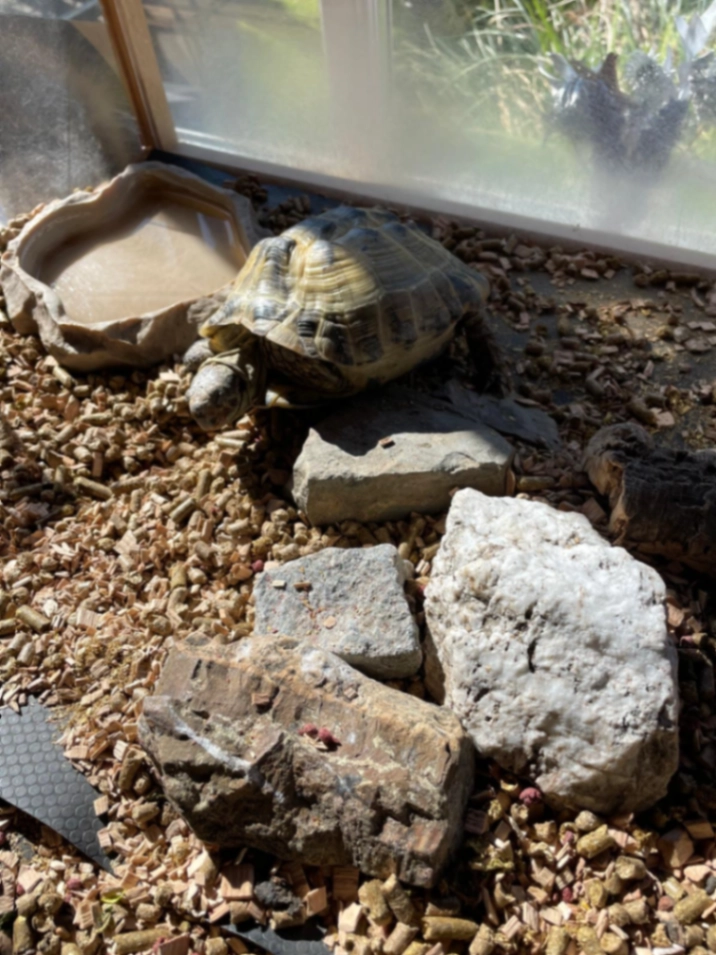 Cake - Filsham Road, Saint Leonards