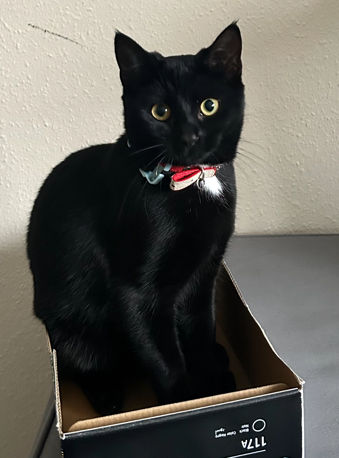 Bow - Willow Close, Canterbury