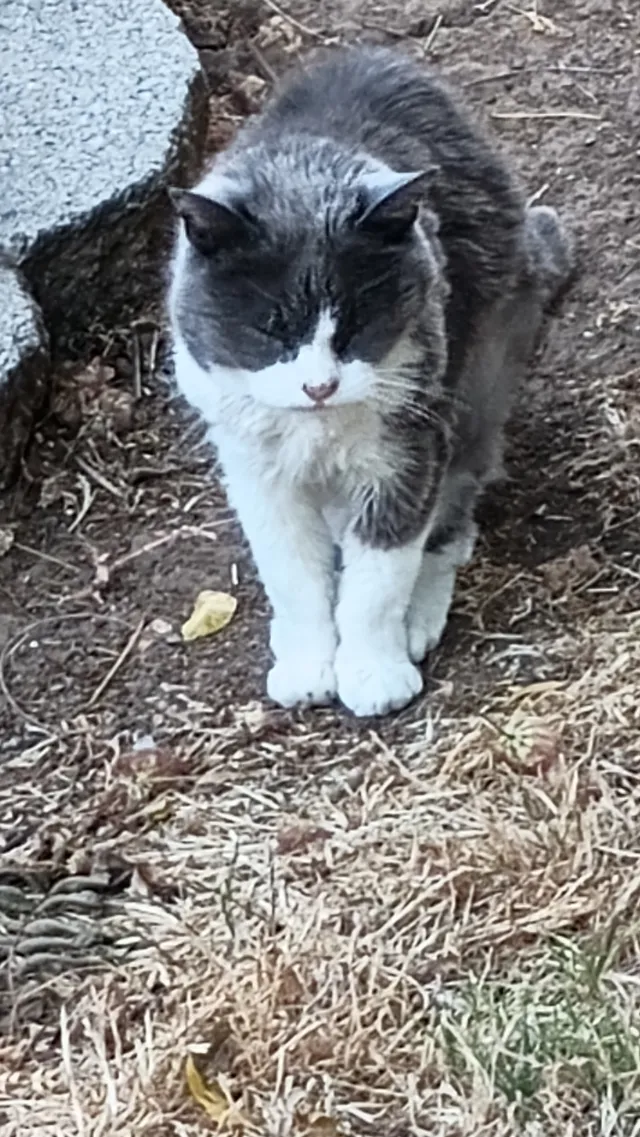 Sweetie  - Hillside Lane, Martinez