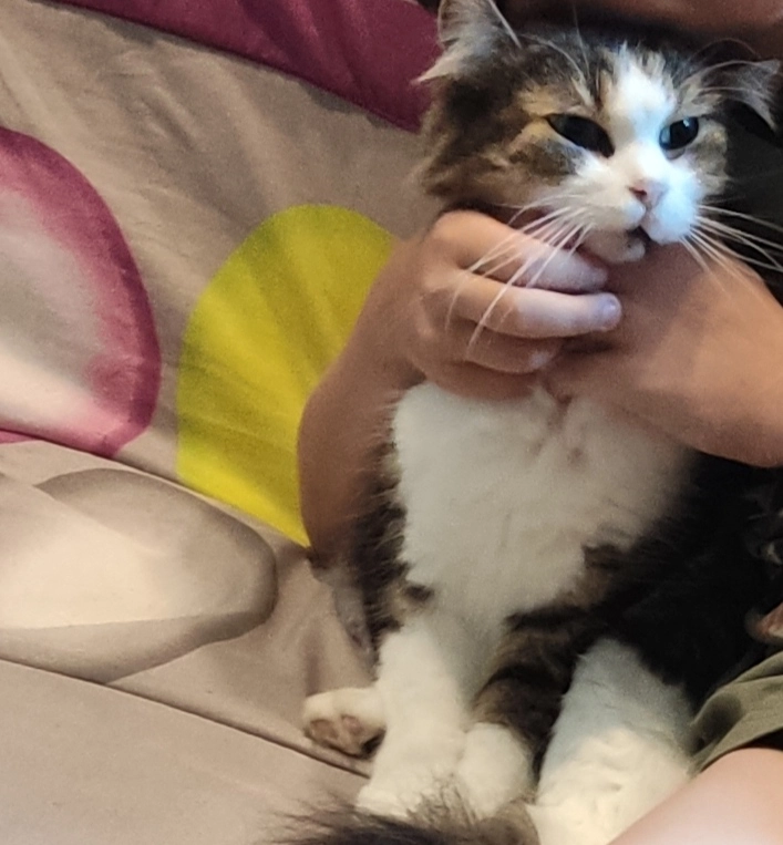 Pompom  - Rue de Bain, Janzé