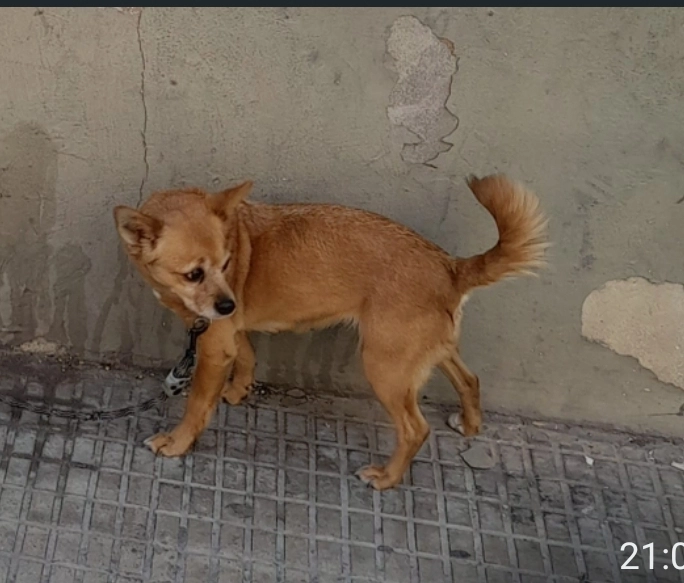 Chispeta - Calle de San Antonio, Carcaixent