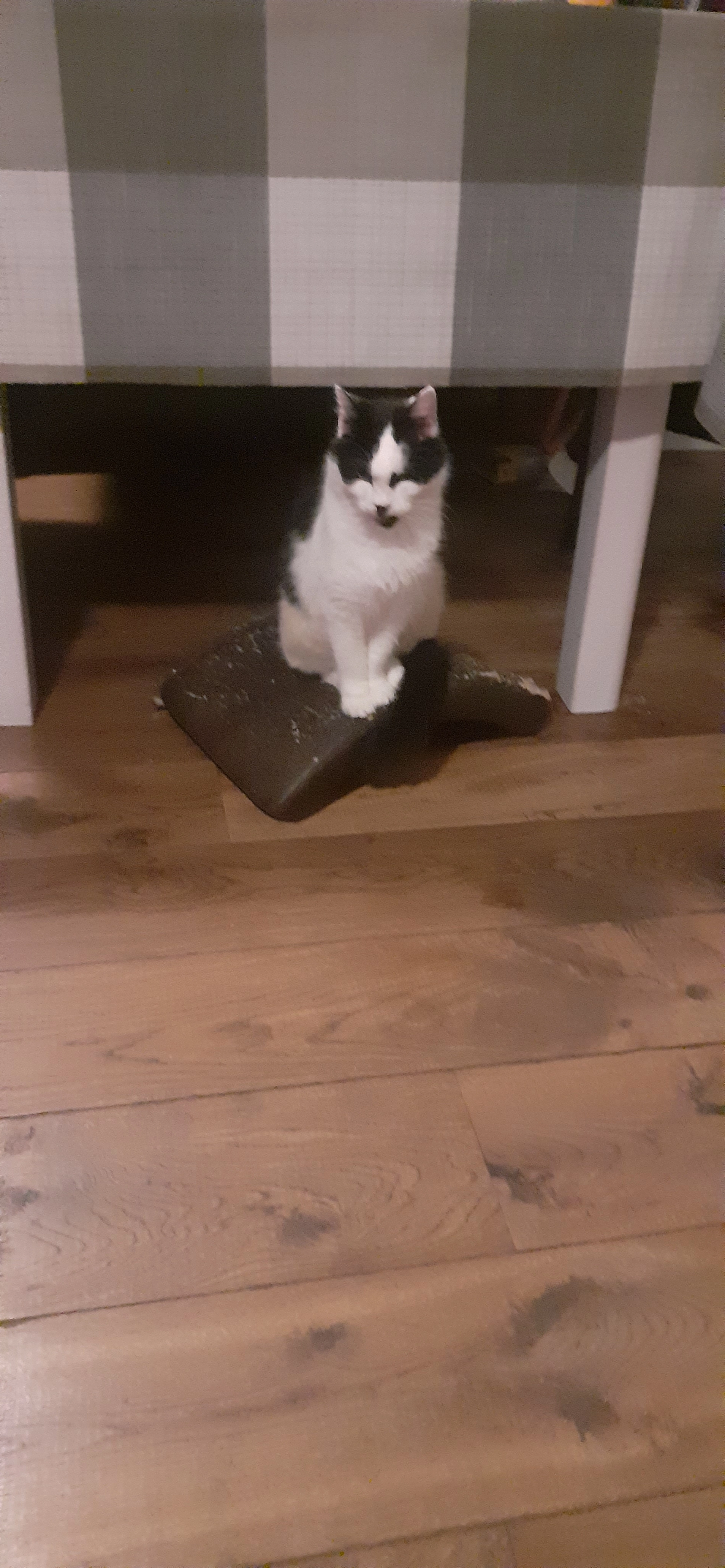 GUucci , roepnaam Koetje  - 2e Zandstraat, Breskens