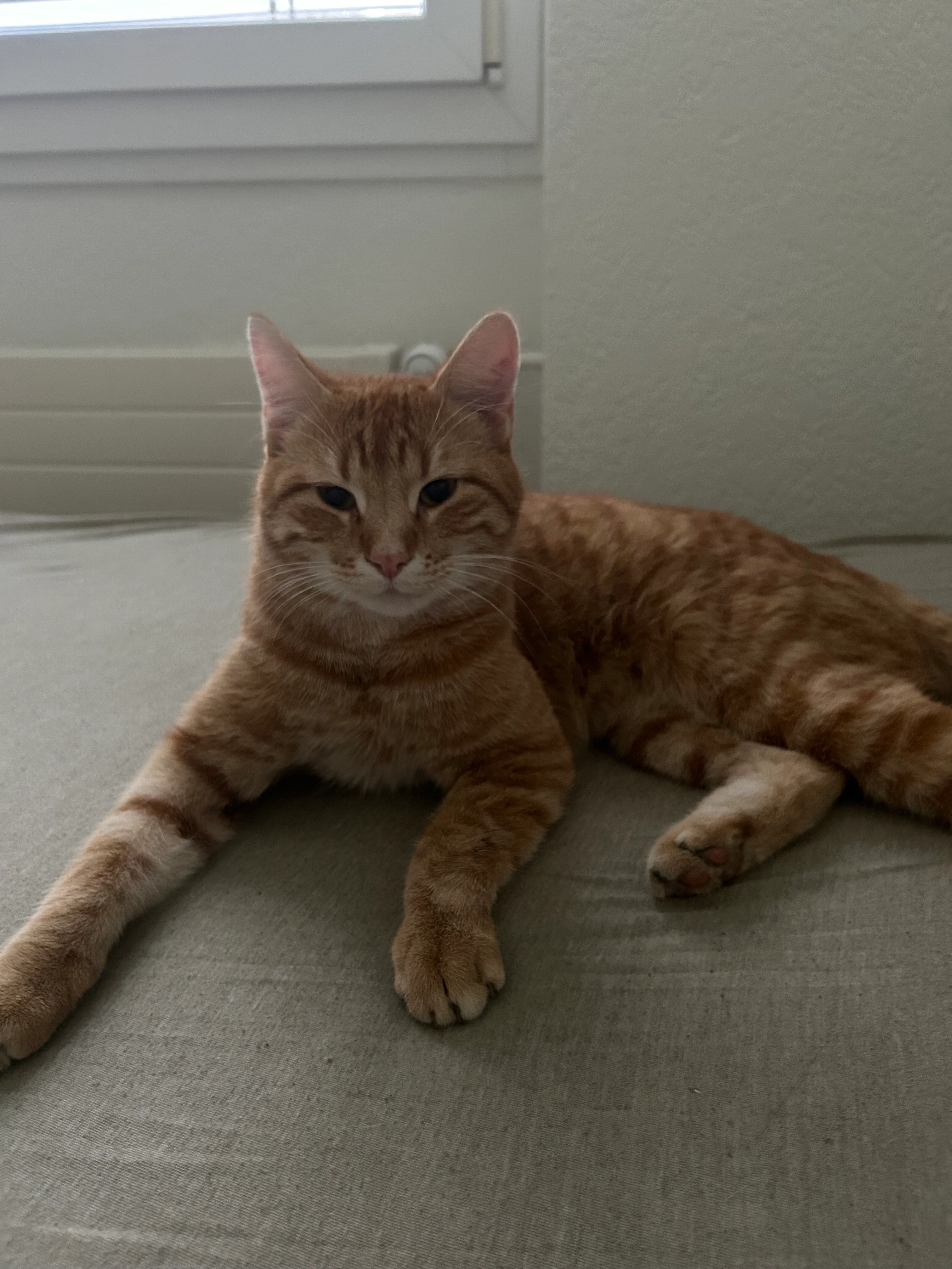 Mr.Meow - Aspermontstrasse 20, Chur