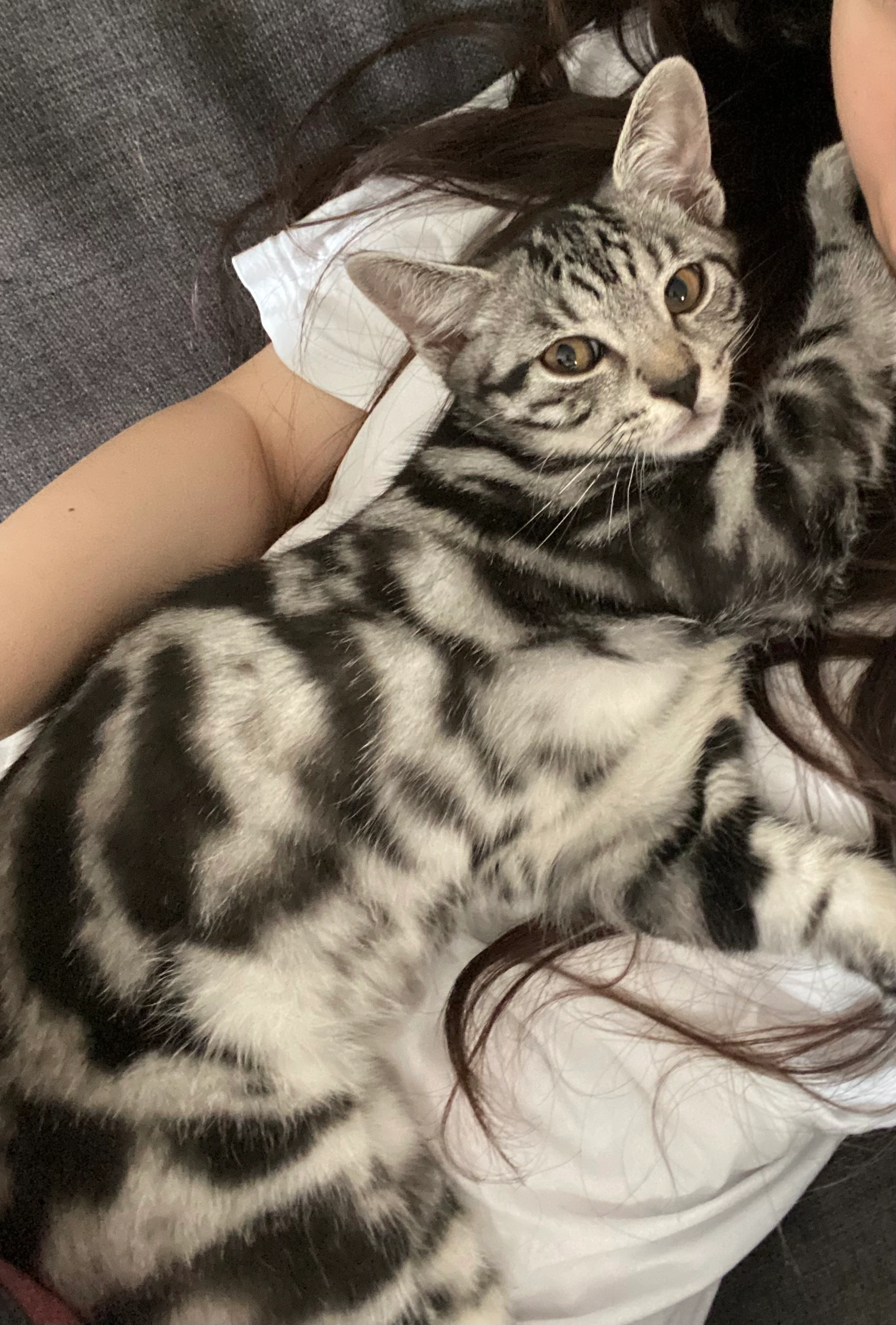 Lutsik - De Normanville Avenue, Royal Leamington Spa