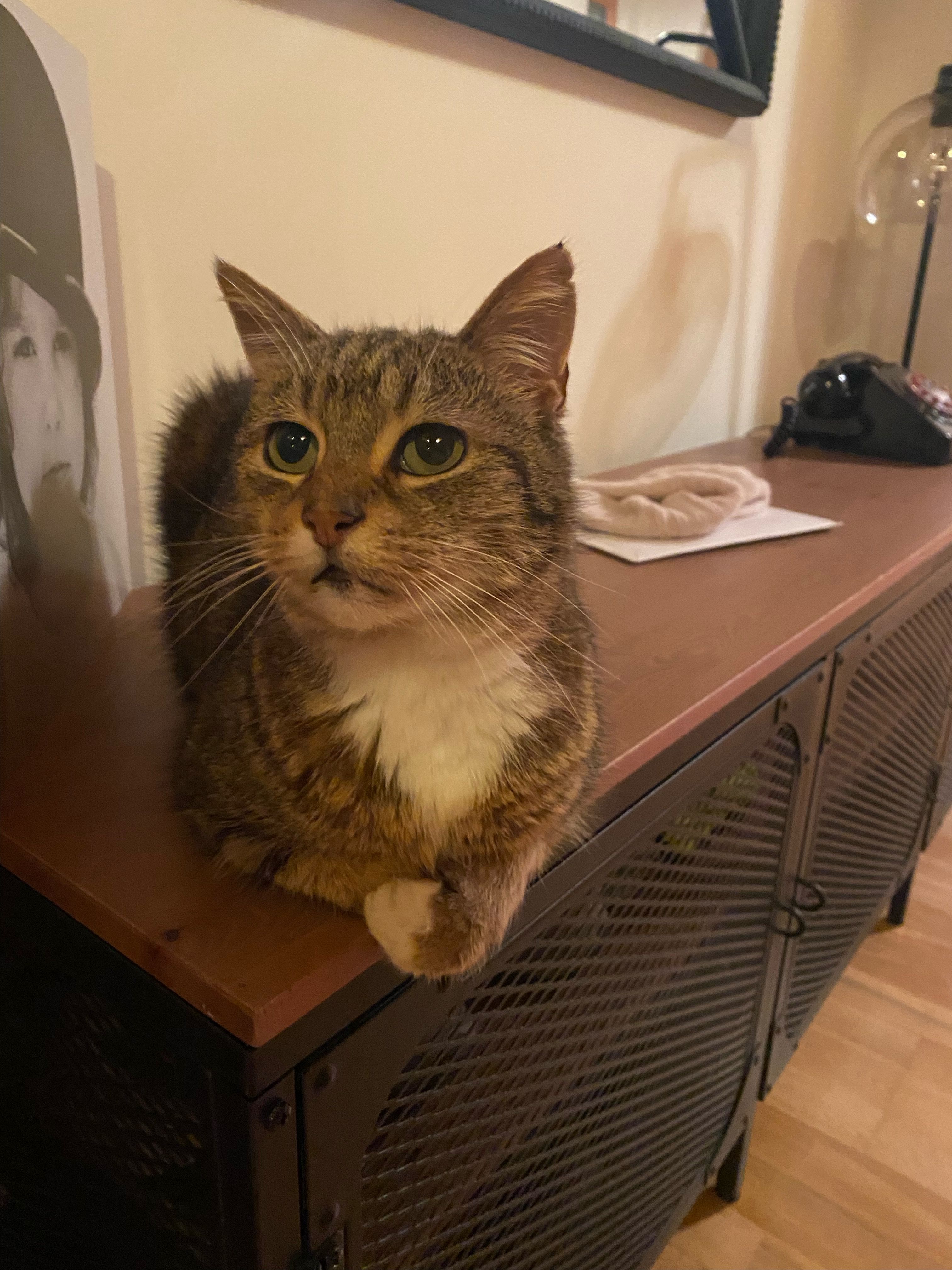 Bebe - T12, Innishannon