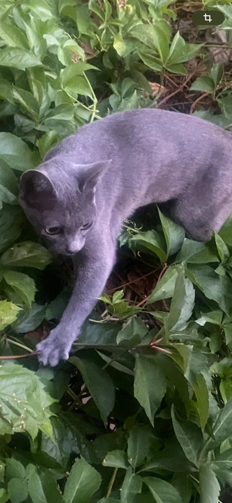 Clochette  - Chemin Des Canotiers, Avignon