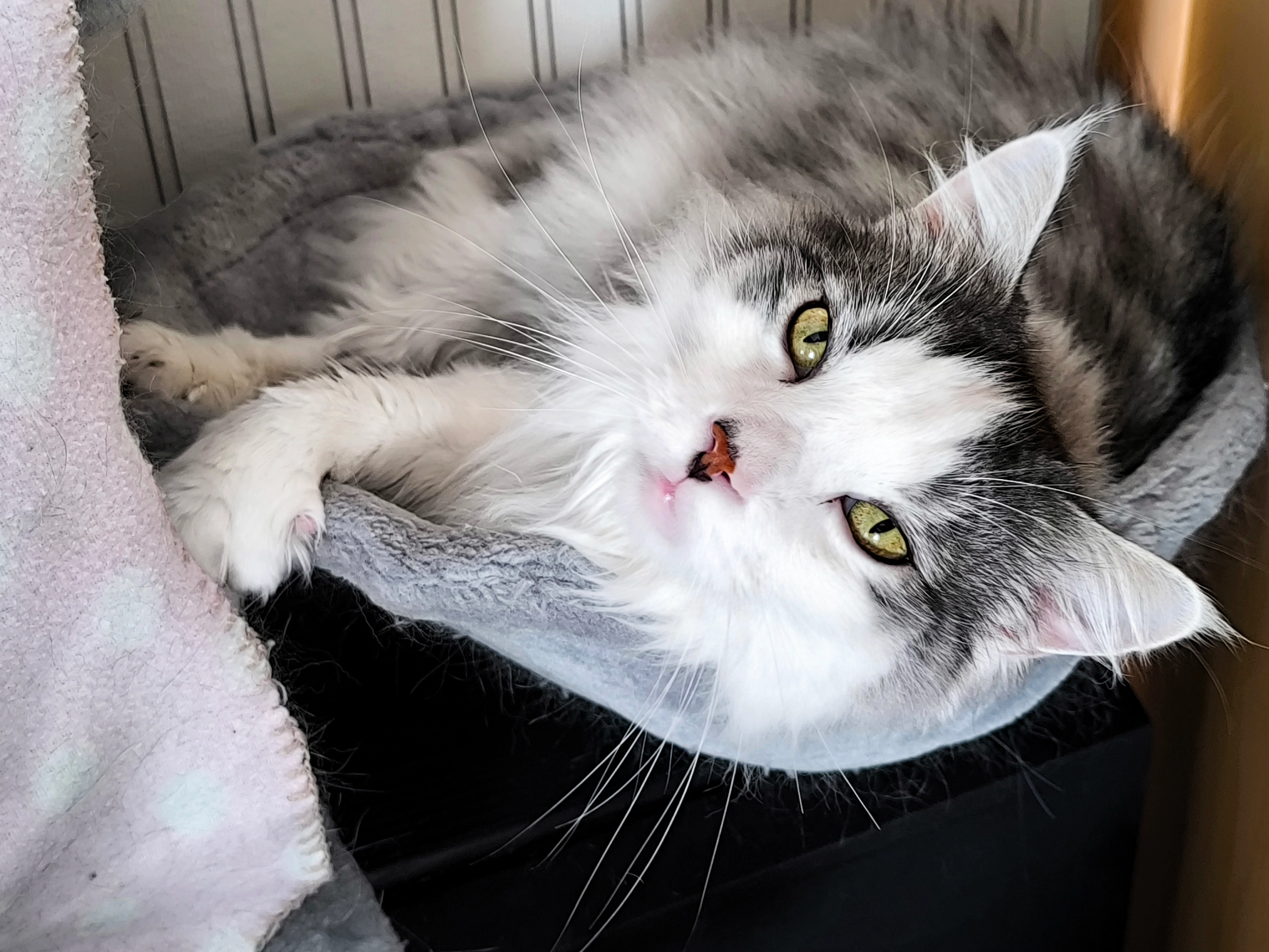 Cloud - Werragasse, Meinhard