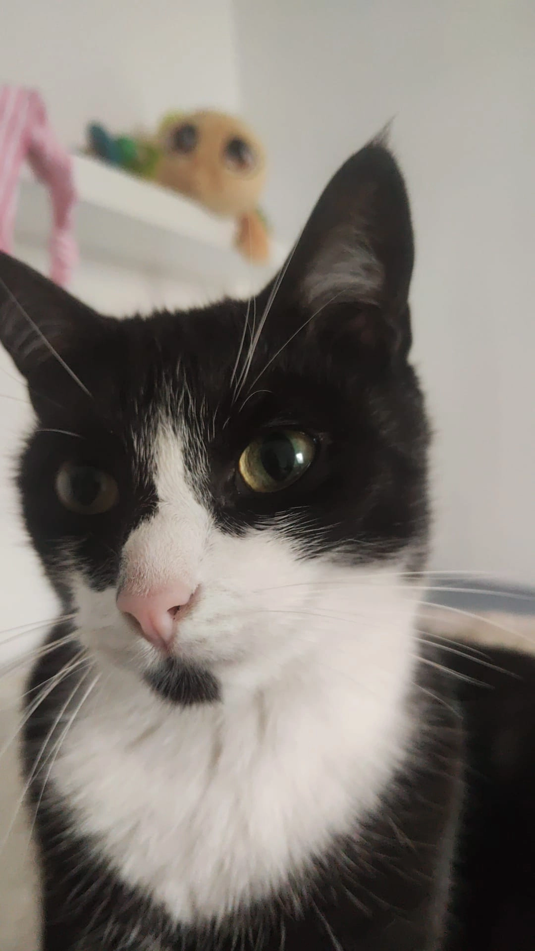 Genji - Am Kellerlein, Eibelstadt