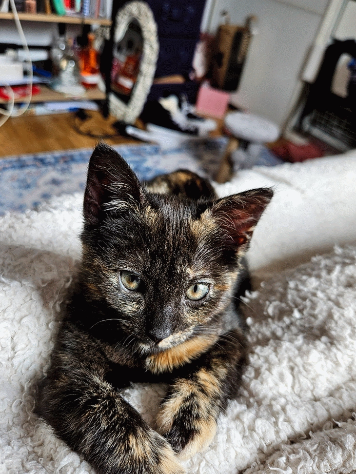 Pepper - Askham Lane, York