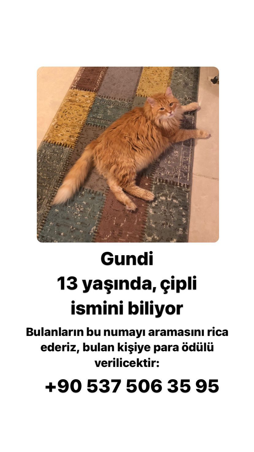 Gundi - Dede Efendi Cd., Ankara