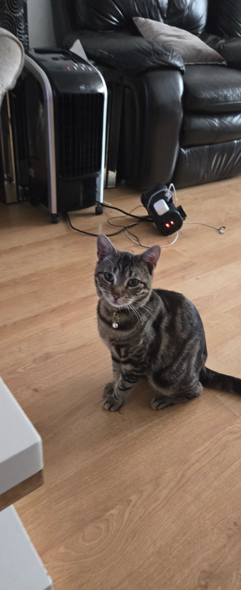 Tom - Logan Road, Wembley