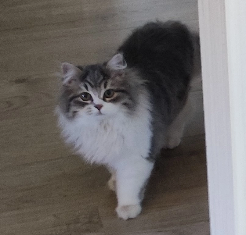 Nuna - Calle Echarpiedra, Segovia