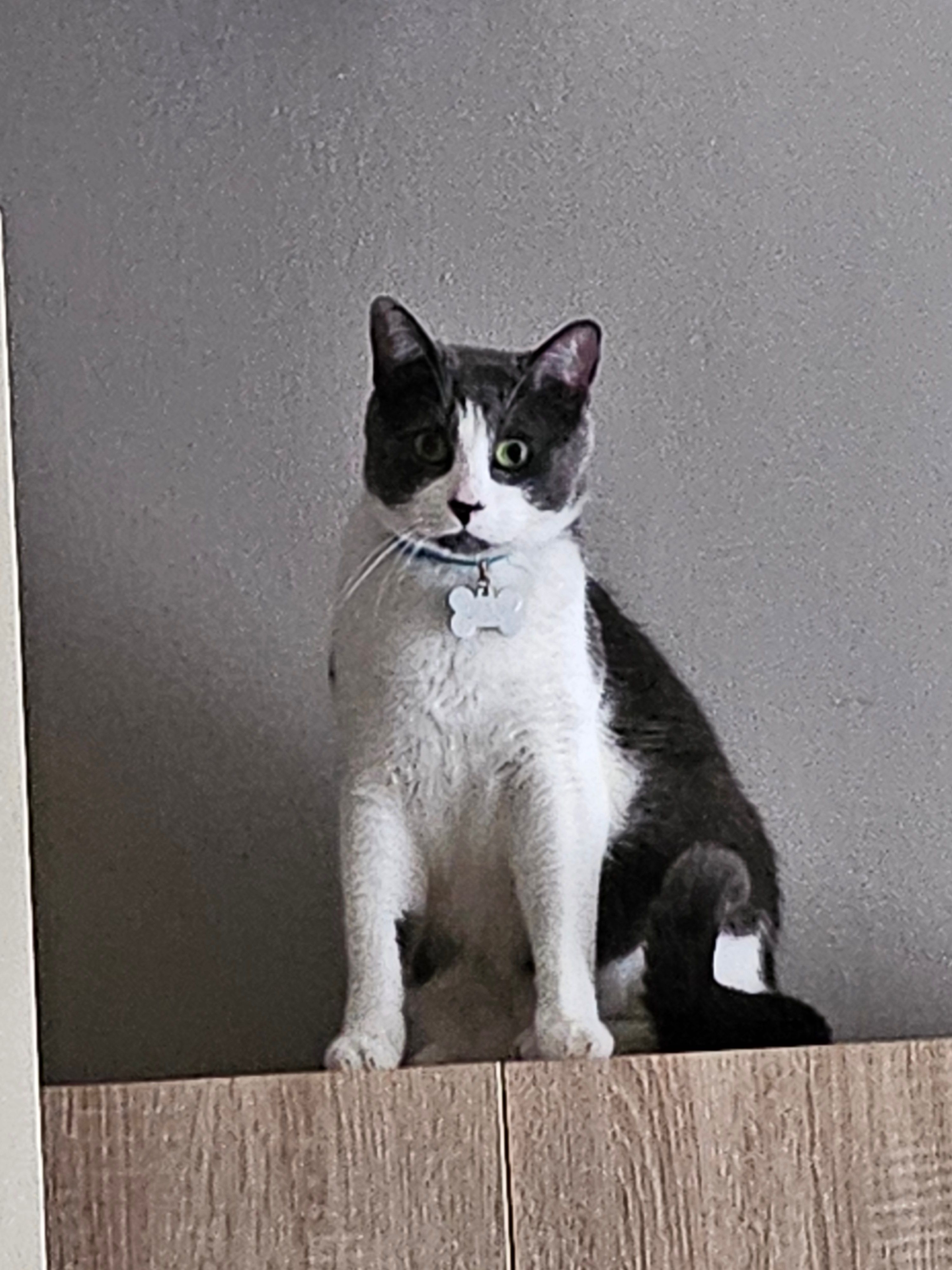 Luphy - 90 Impasse Chagall, Agen