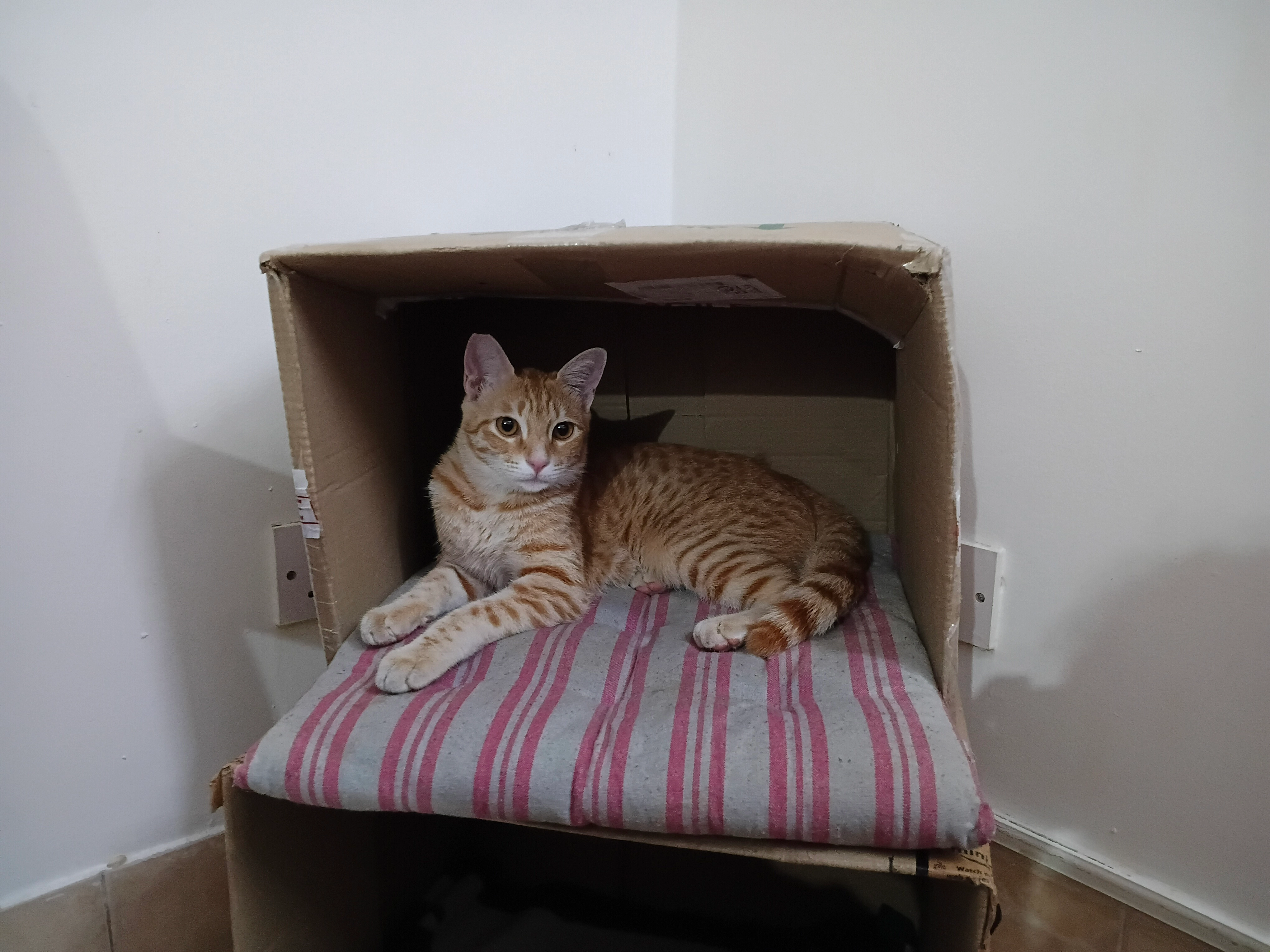 Simba - Dinnuru Main Road, Bengaluru