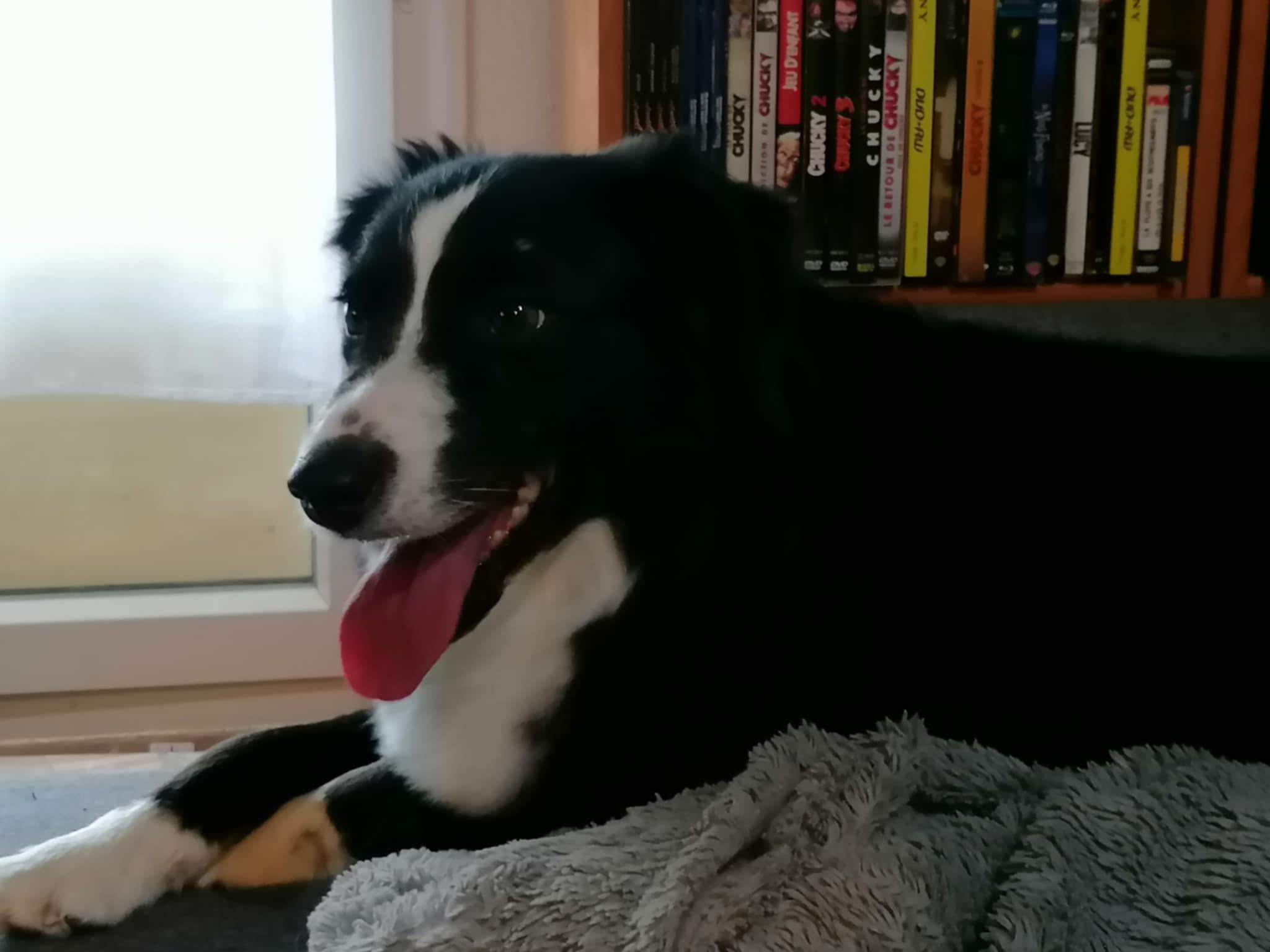 Airbie - Rue des Fontaines, Nangis