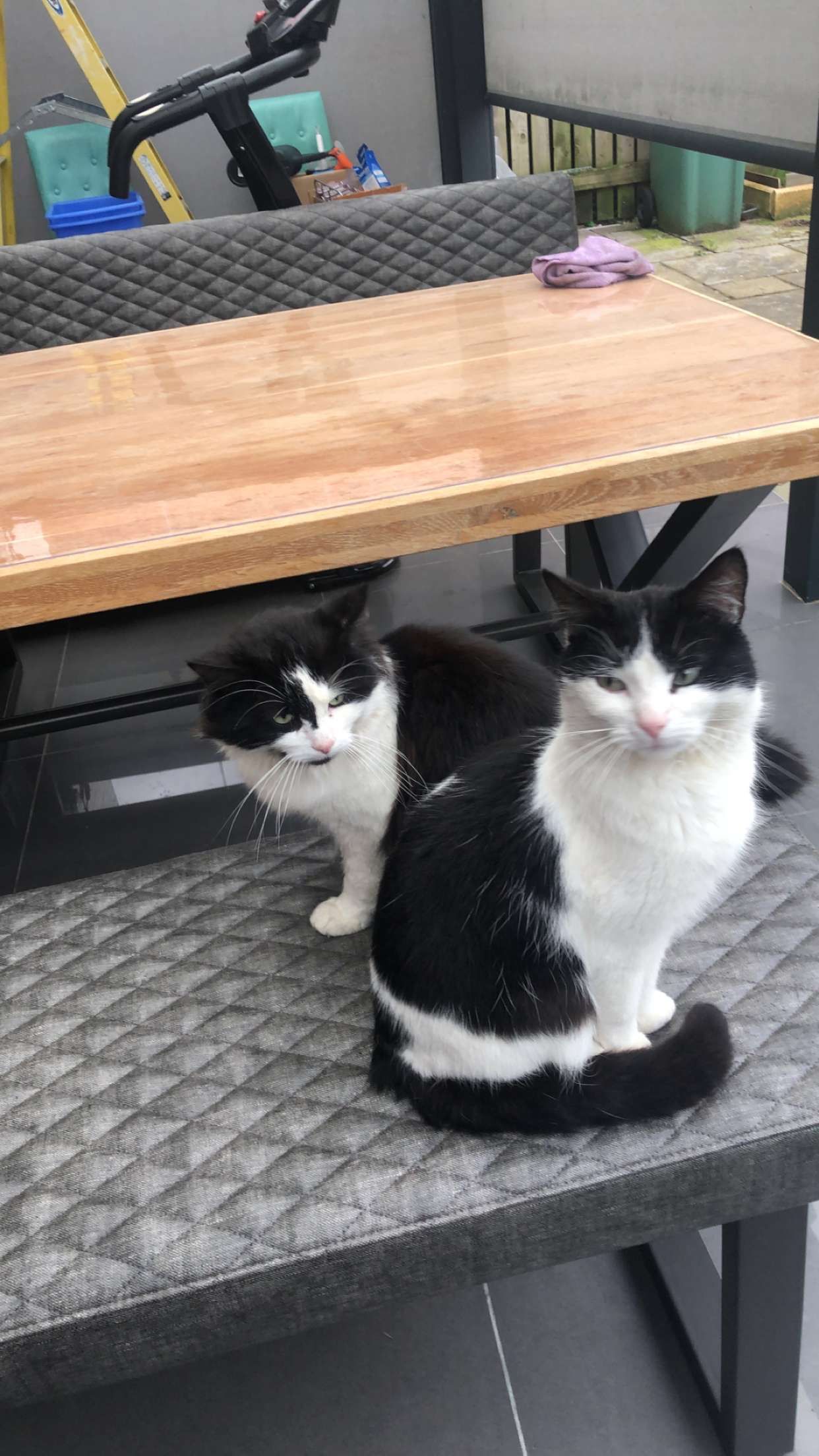 Oreo - YO10 3DN (27 Derwent Mews), York