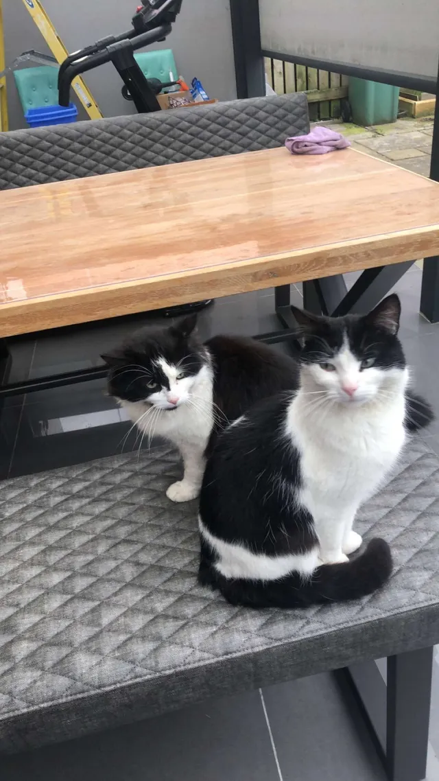 Oreo - YO10 3DN (27 Derwent Mews), York