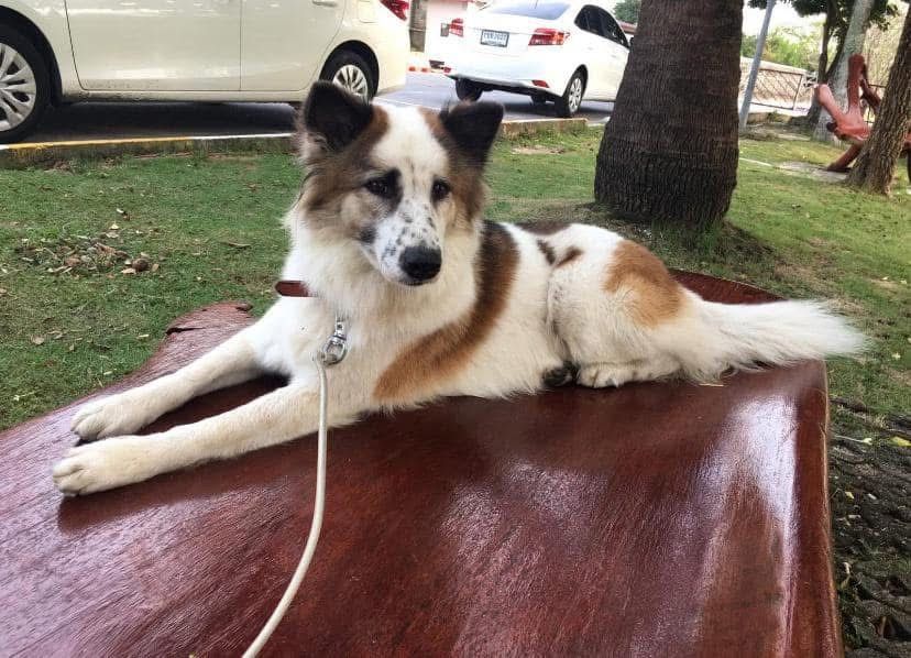 Teresa - ถนนทวีราษฎร์ภักดี, Ko Samui