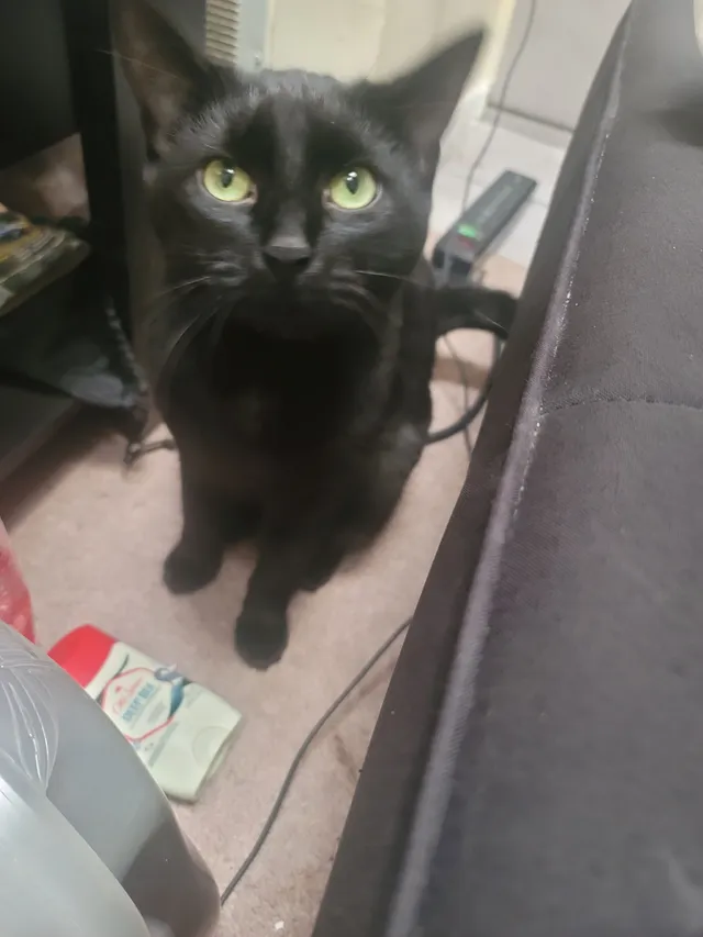 Django - South Mason Street, Bensenville
