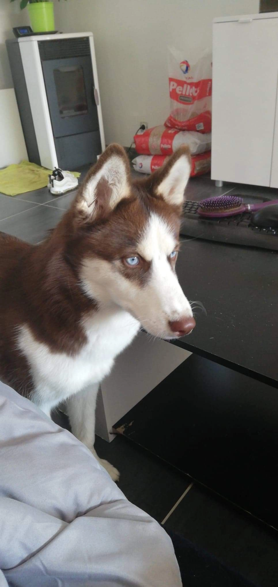 Octavia  - Rue Etroite, Taponnat-Fleurignac