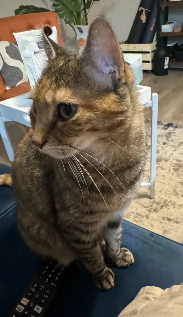 Nugget  - 11104 Bryton Pkwy, Huntersville