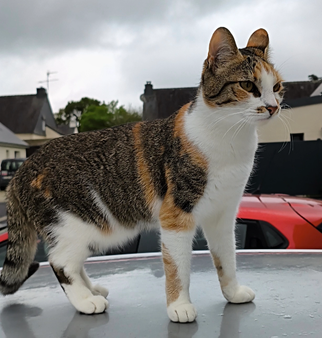 Fripouille - Rue Poignant, Questembert