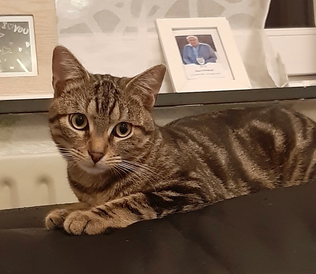 Petit Lou - Rue des Ecoles 43, Comblain-au-Pont