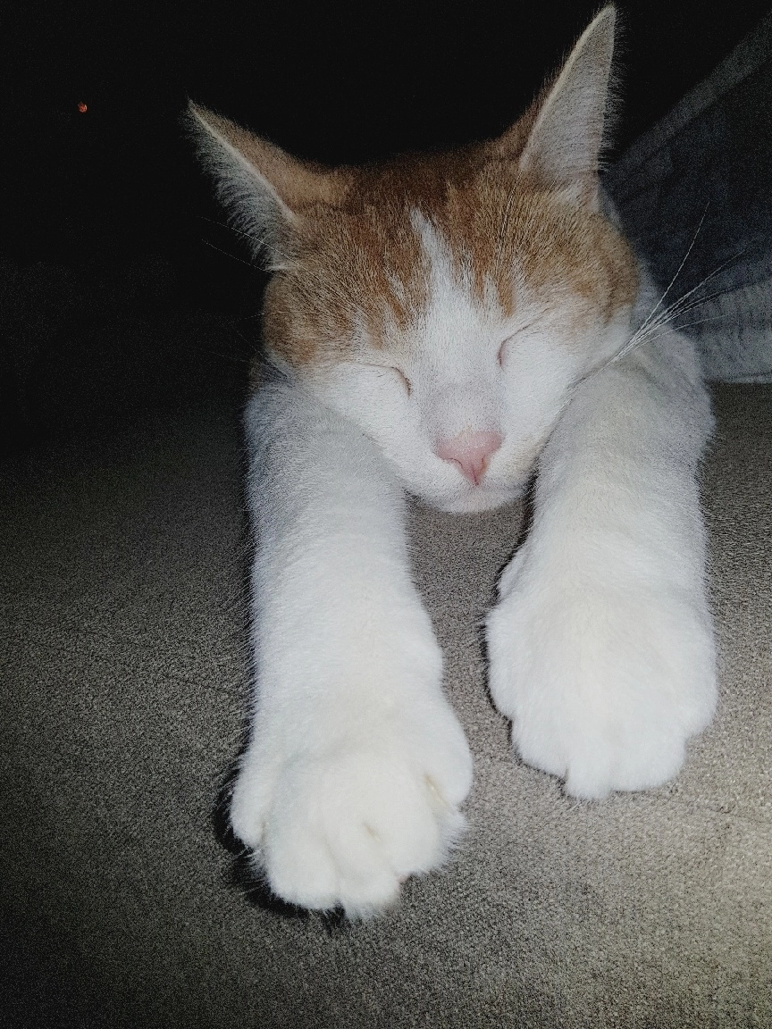 Monster - Dr. Cuijpershof, Tilburg