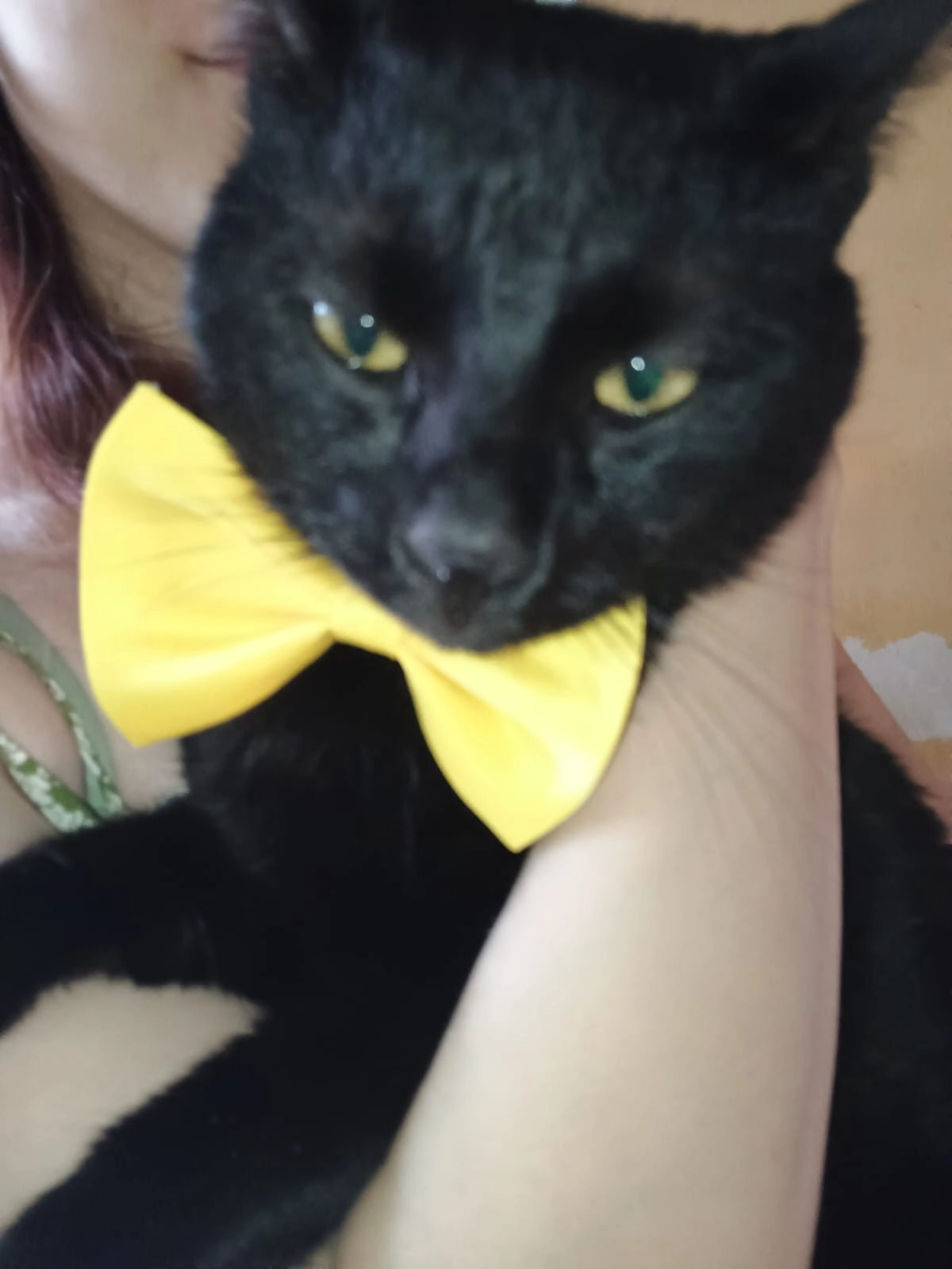 Mirko - Ulica Pabla Nerude, Beograd