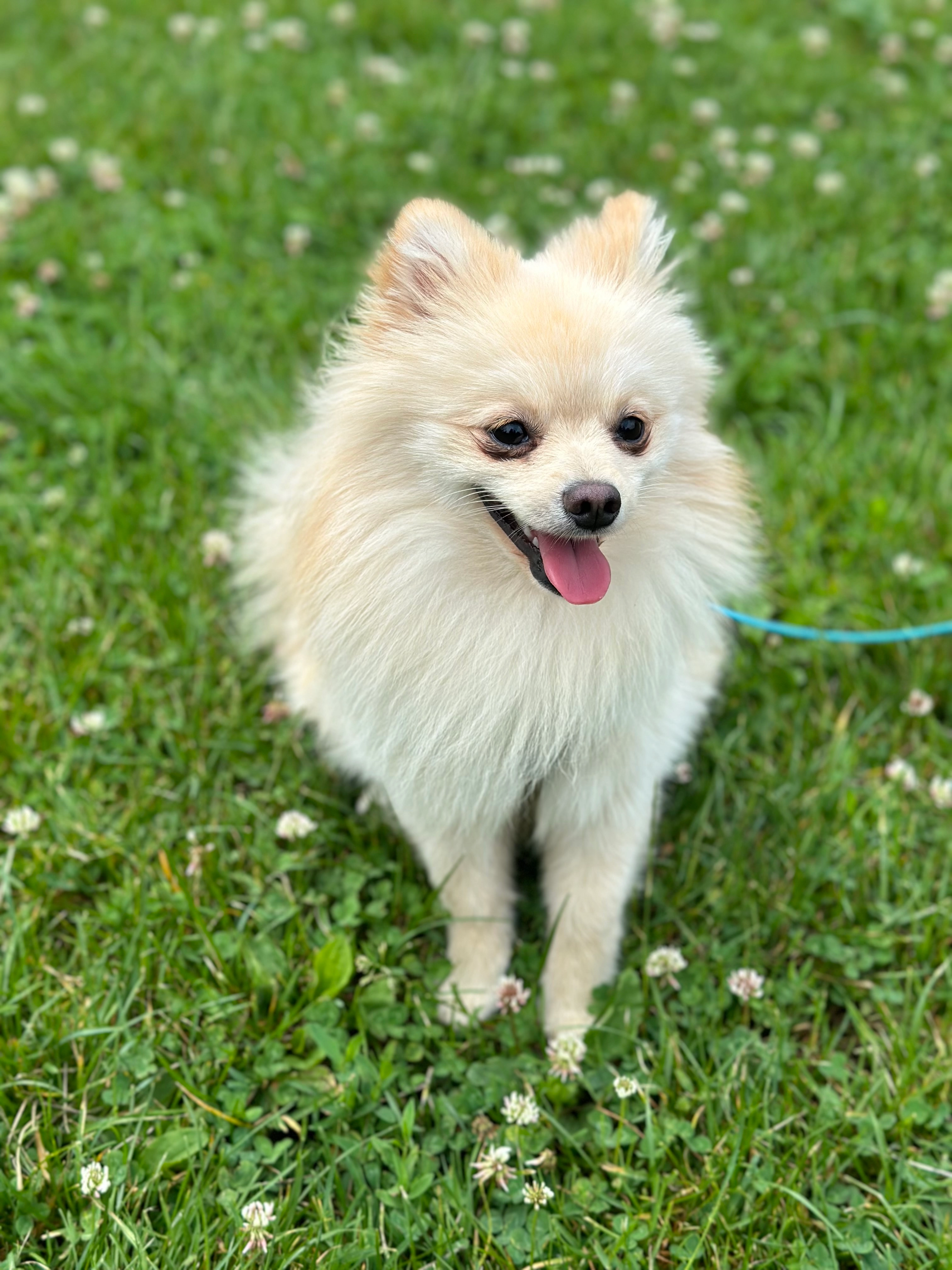 Bobby - Possenhofener Straße, Starnberg