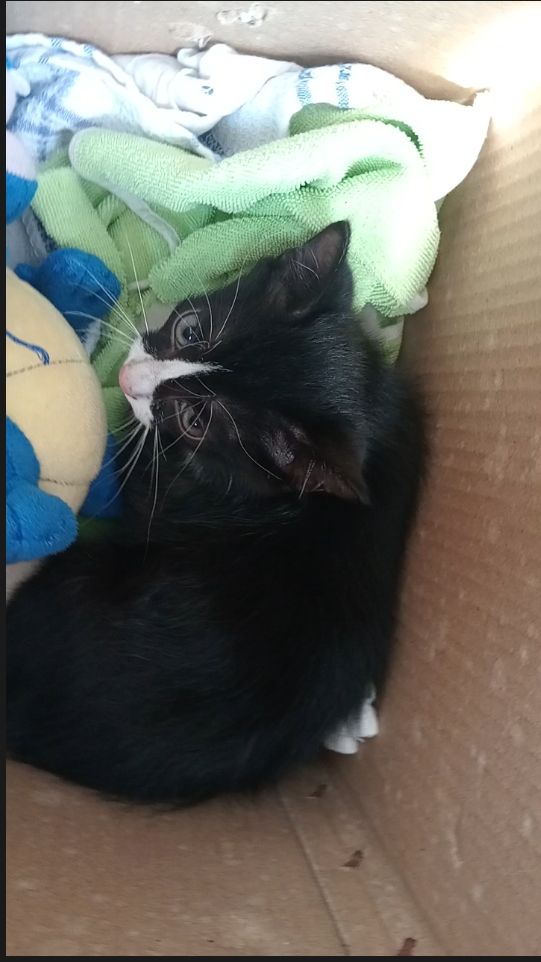 Tom - Nimda, Jafferabad