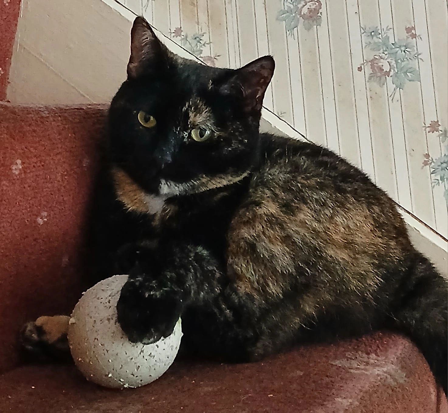 Shelly - 15 Saint Cronan's Cottages, Swords